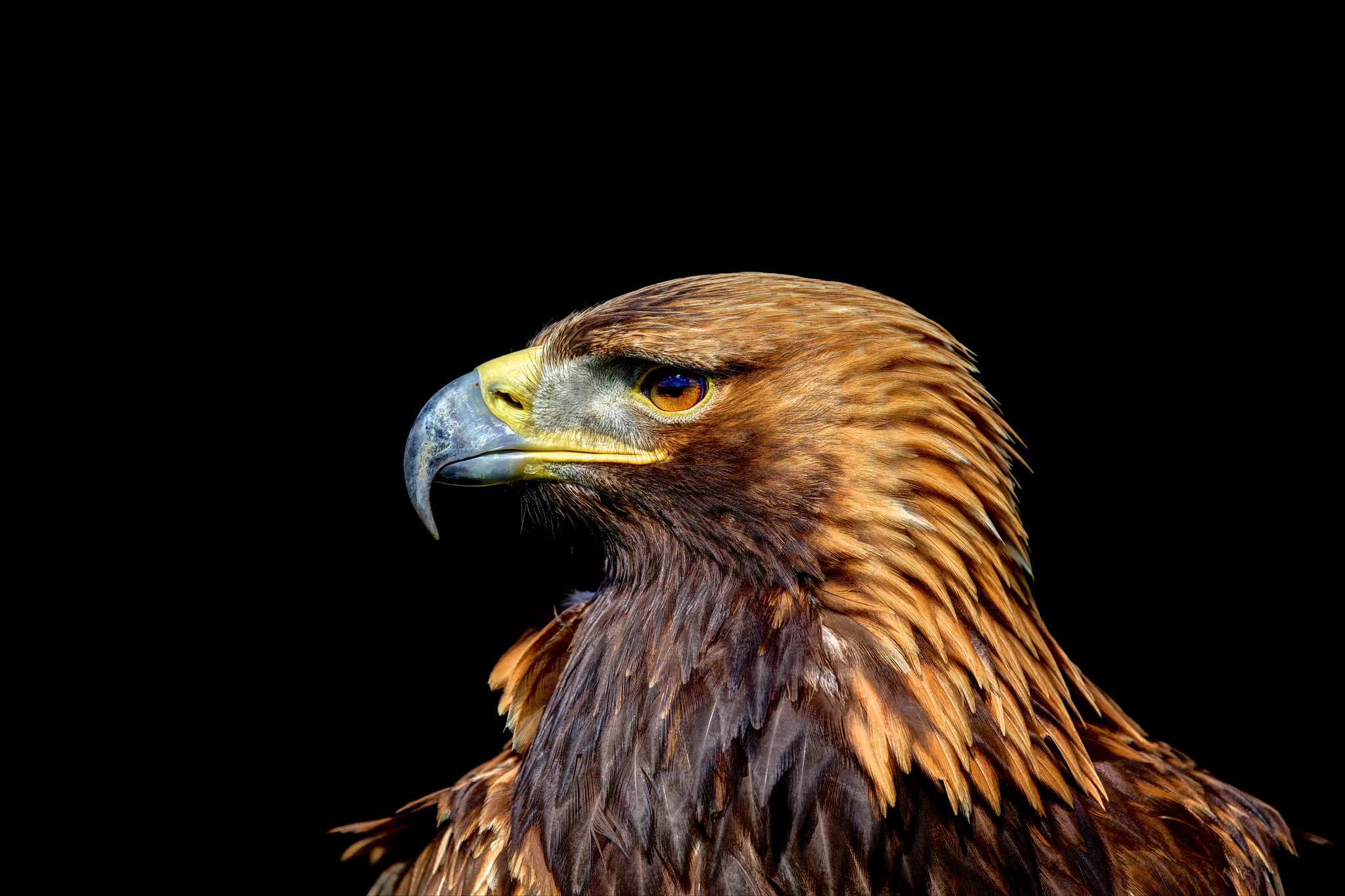 Beak Bird Bird Of Prey Golden Eagle Profile 2048x1365