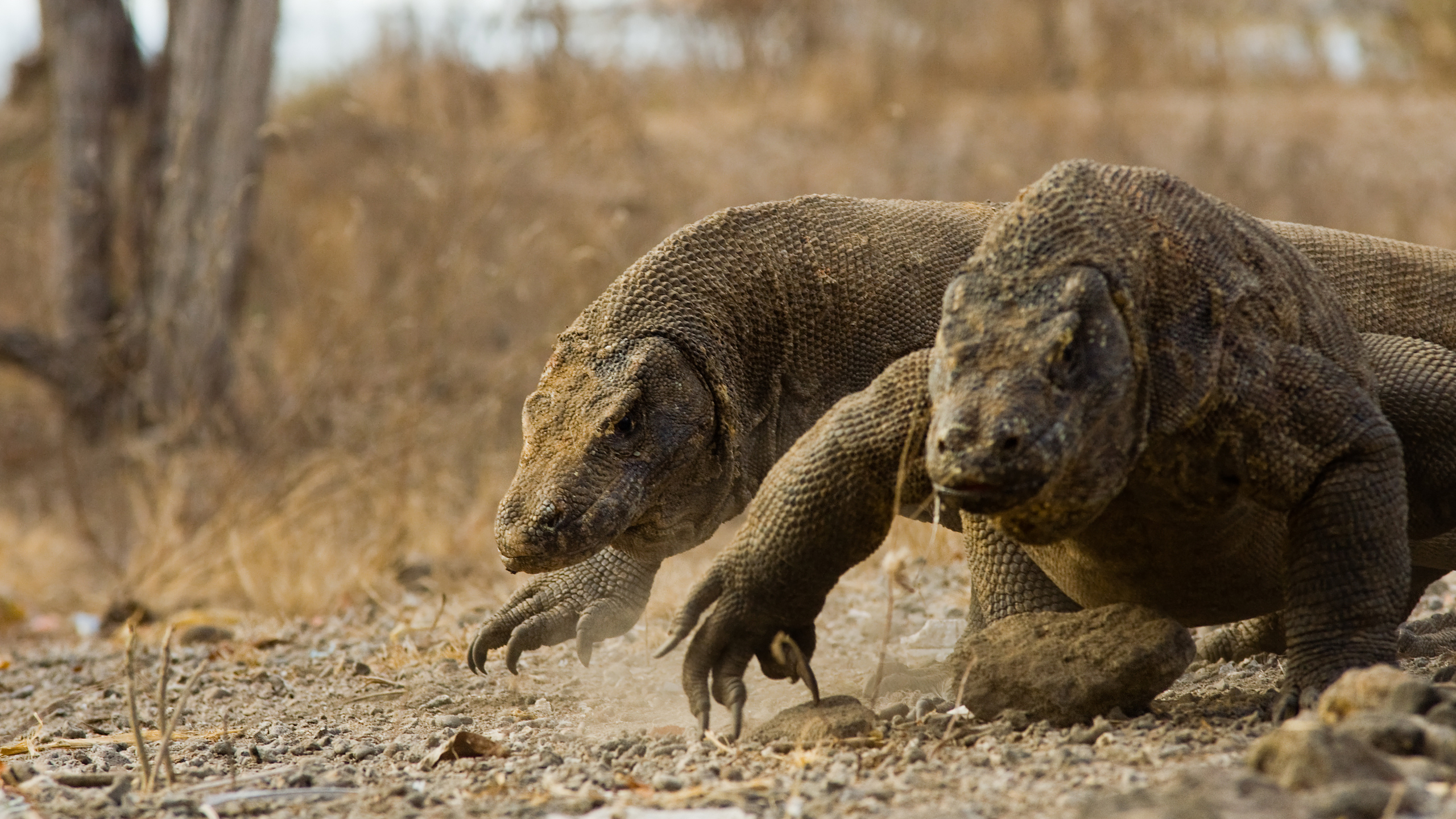Komodo Dragon Animals Wildlife Desert 2560x1440