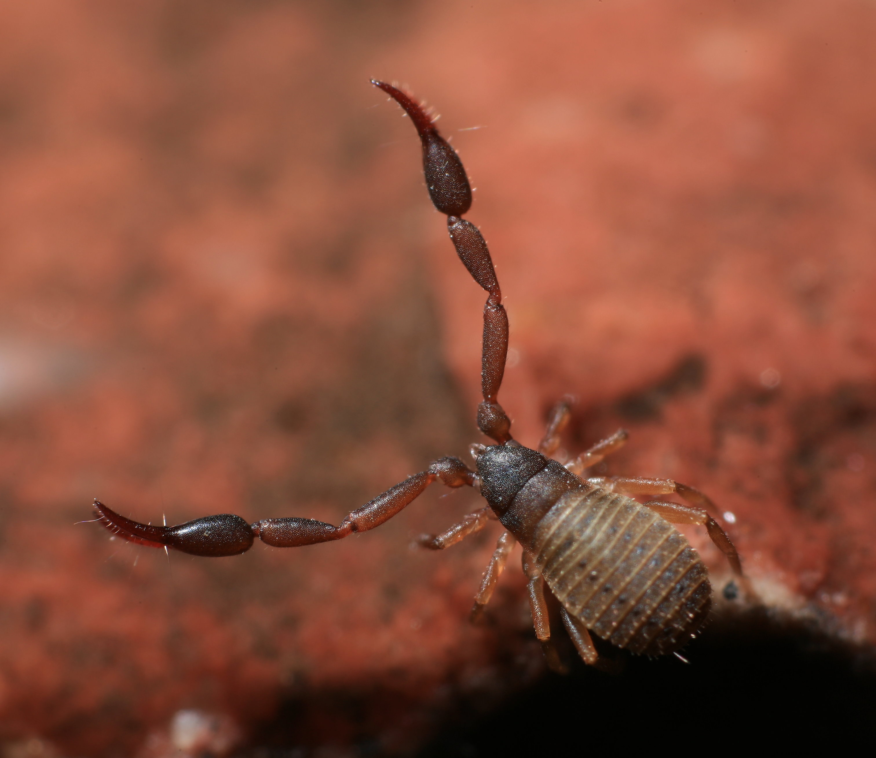 Animal Scorpion 3025x2620