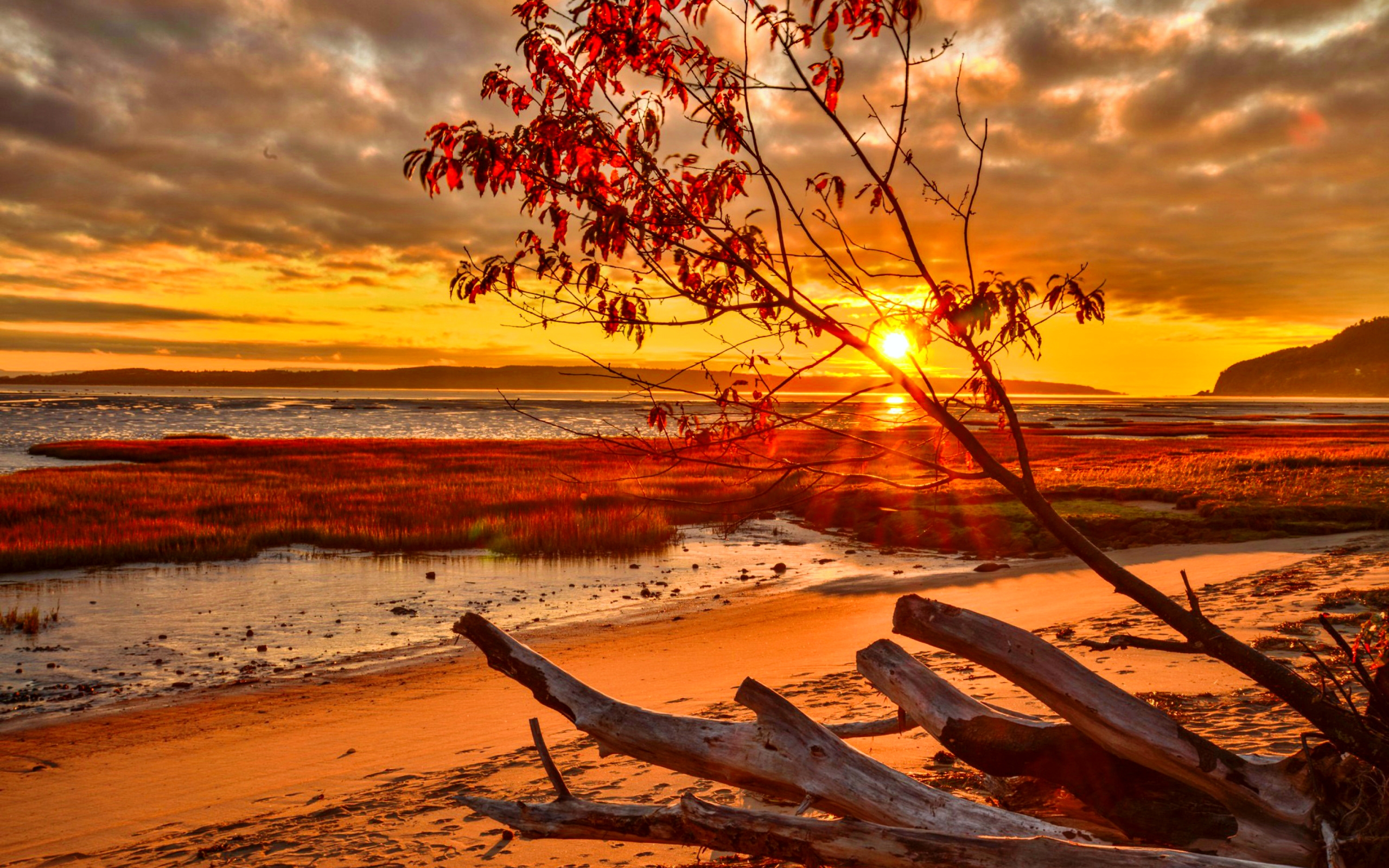 Driftwood Ocean Sea Fall Sunset Sunrise 2560x1600