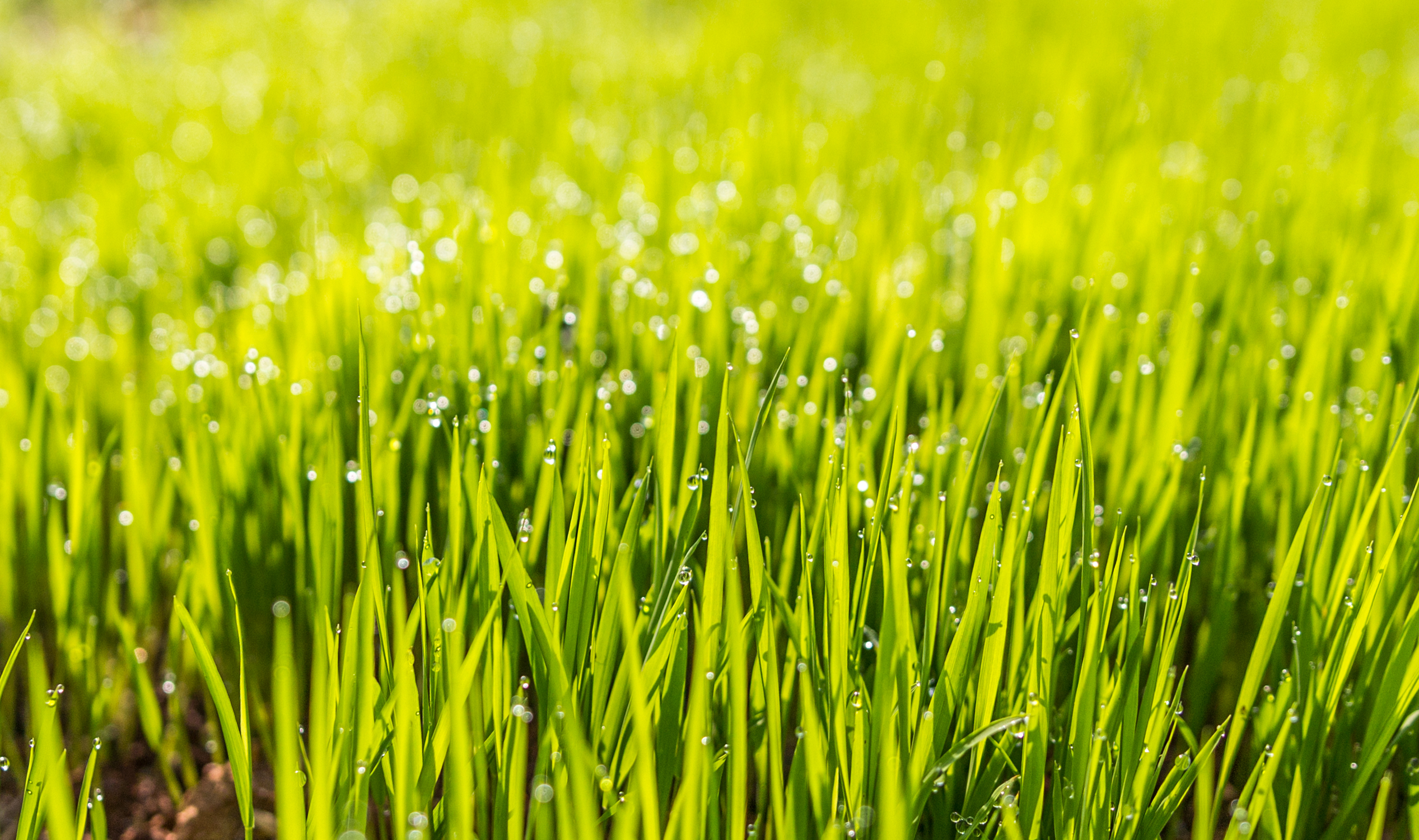 Blur Dew Drop Grass Green Nature 2534x1500