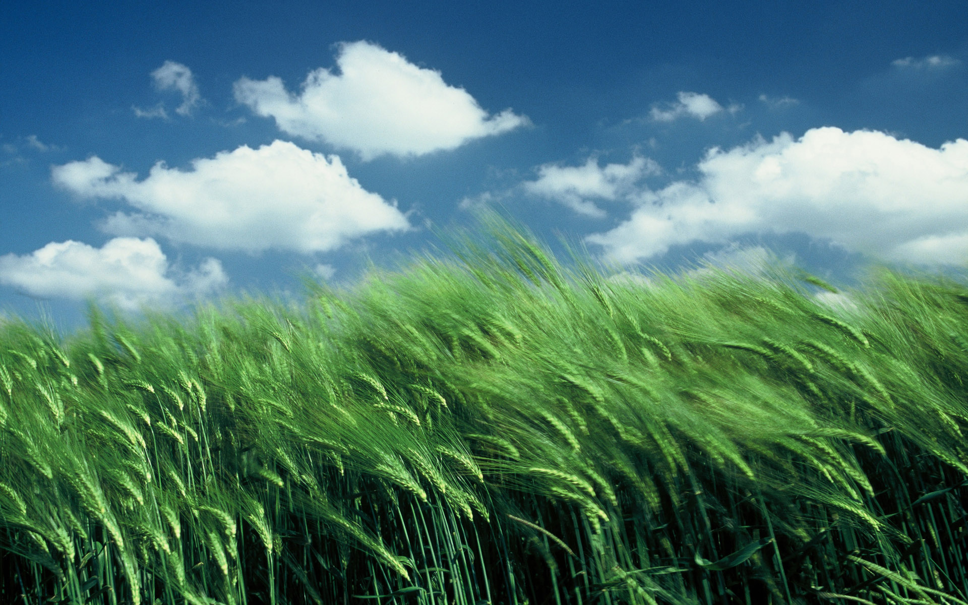 Earth Cornfield 1920x1200