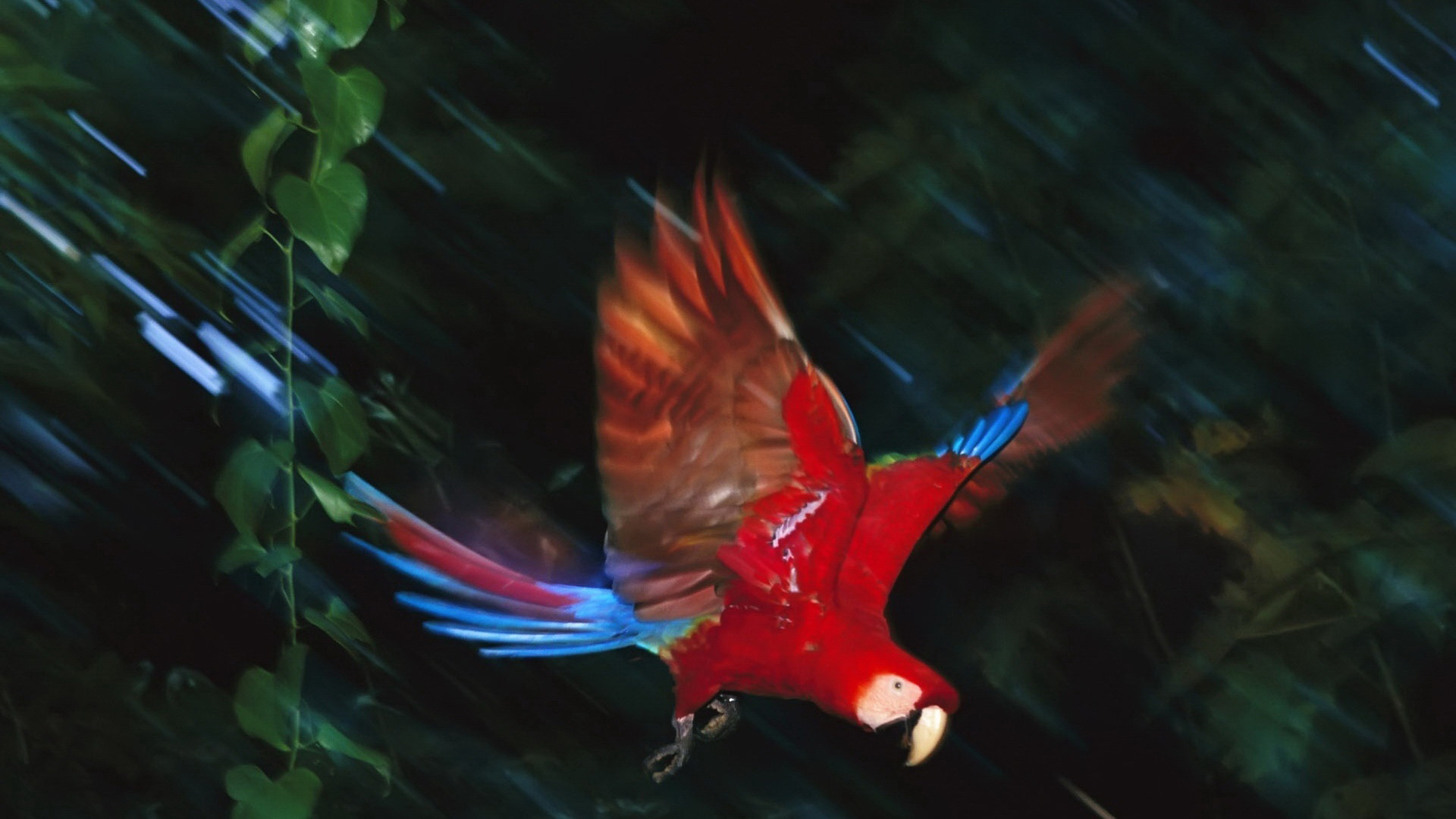 Animal Macaw 1920x1080