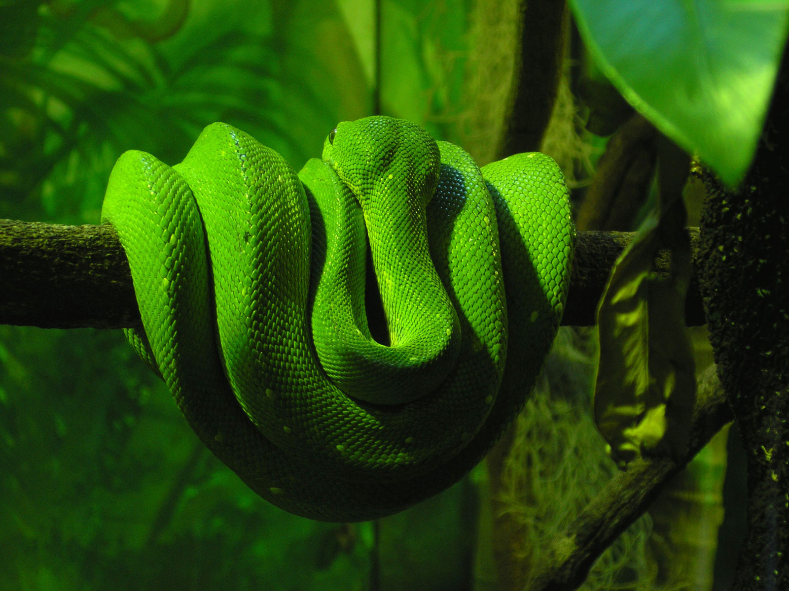 Boa Boa Constrictor Green Snake 1600x1200