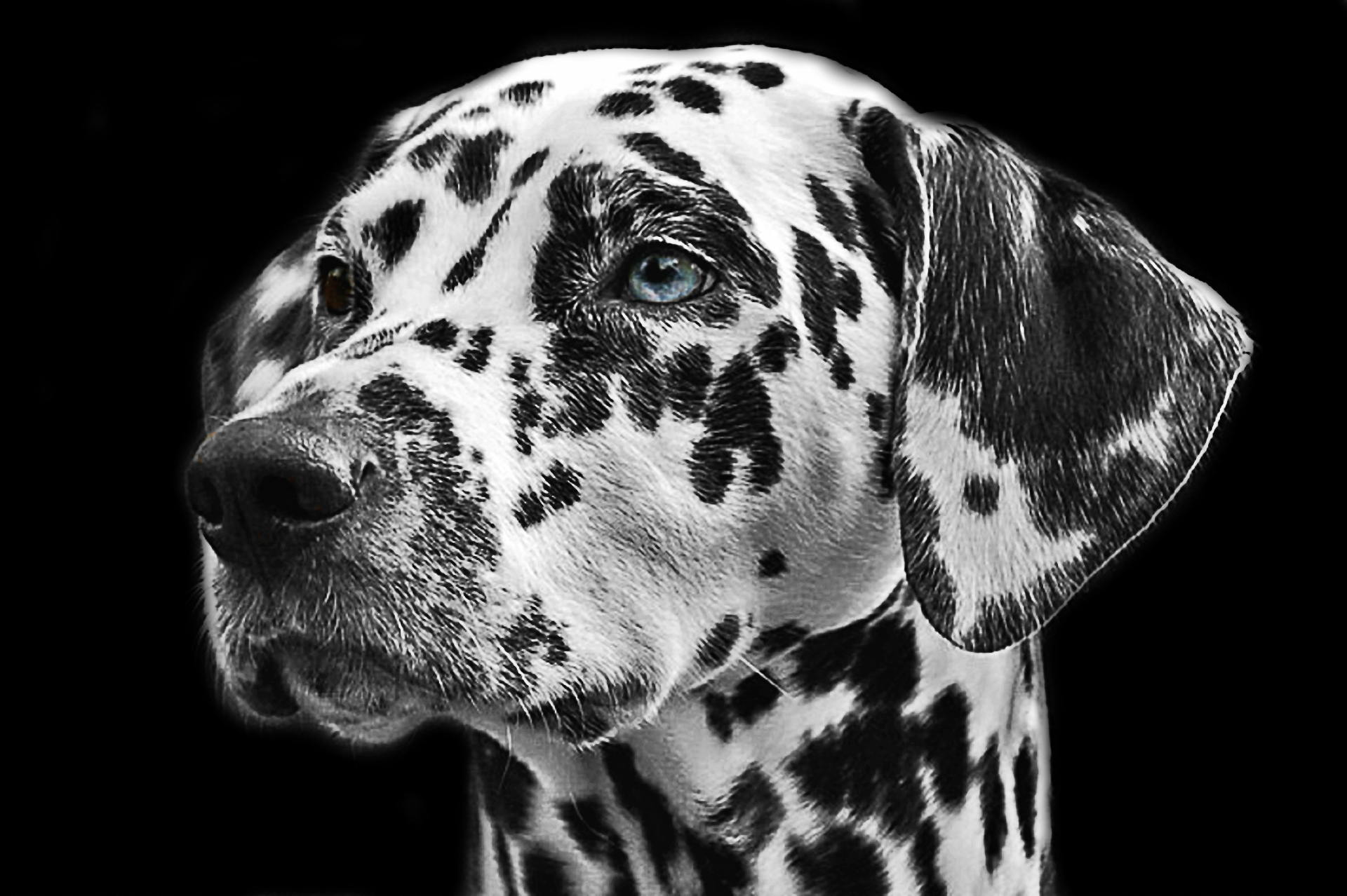 Animal Close Up Dalmatian Dog 1920x1278