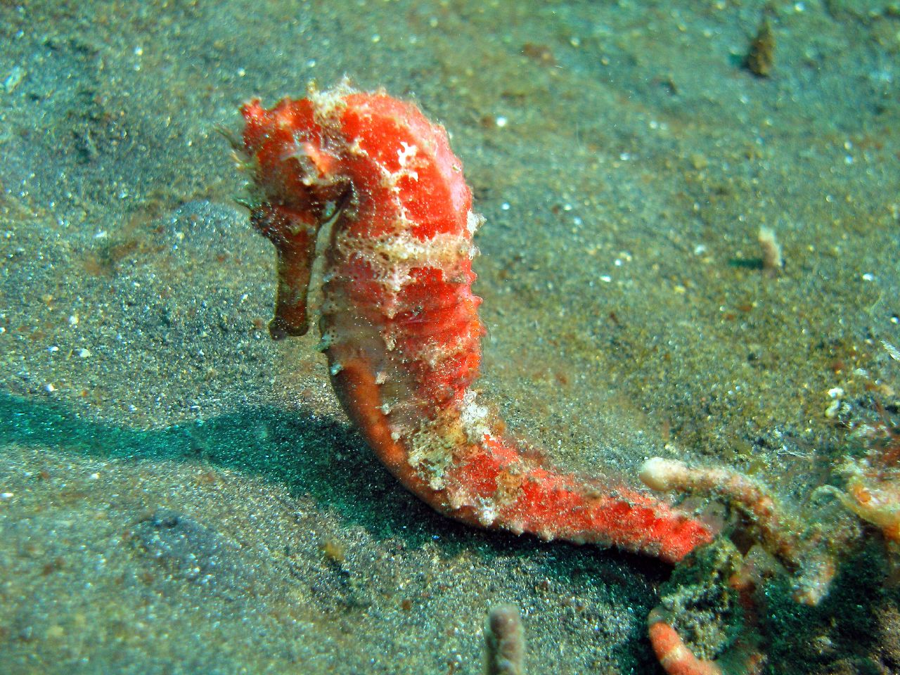 Seahorse 1280x960