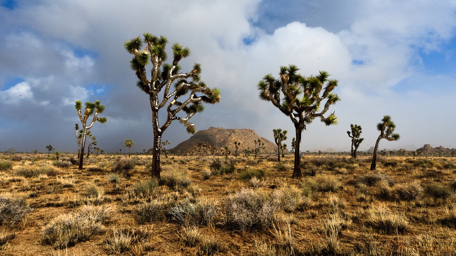 Earth Joshua Tree National Park 1920x1080