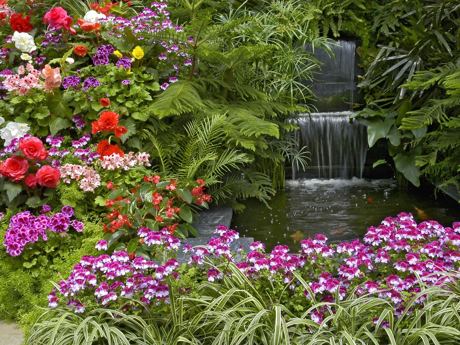 Begonia Fern Geranium Waterfall 1600x1200