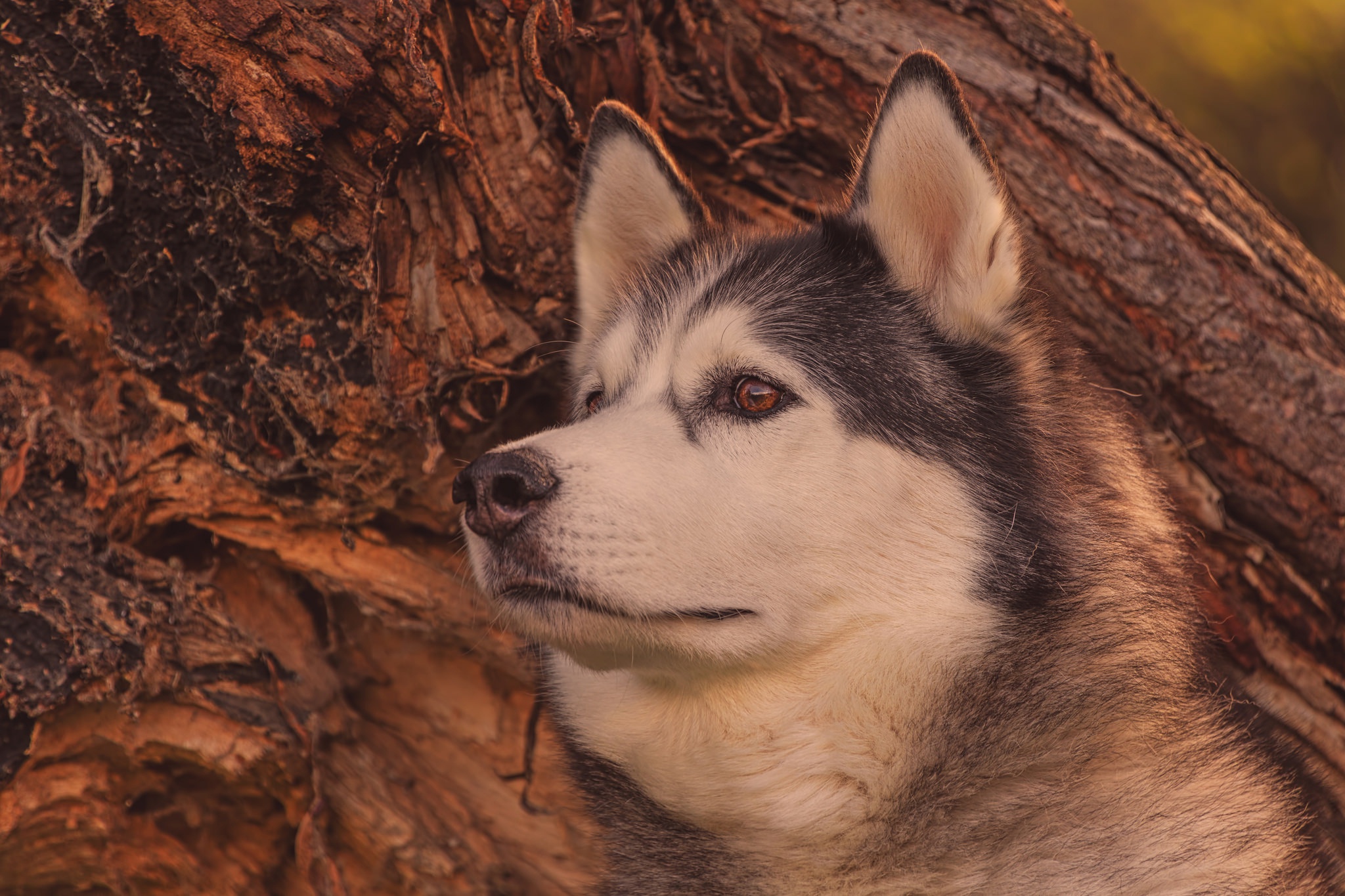 Alaskan Malamute Dog Muzzle 2048x1365