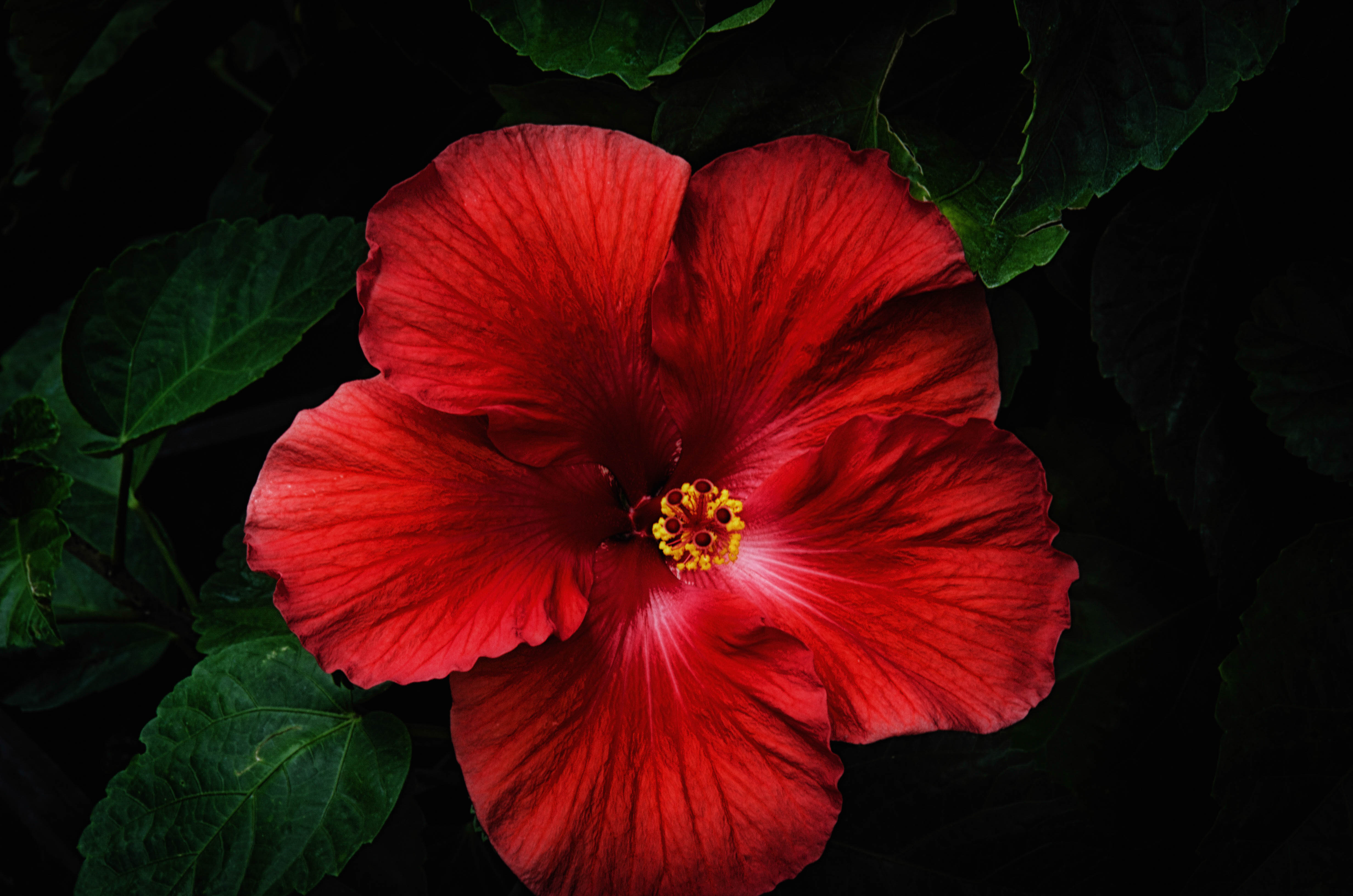 Close Up Earth Flower Hibiscus Red Flower 4928x3264