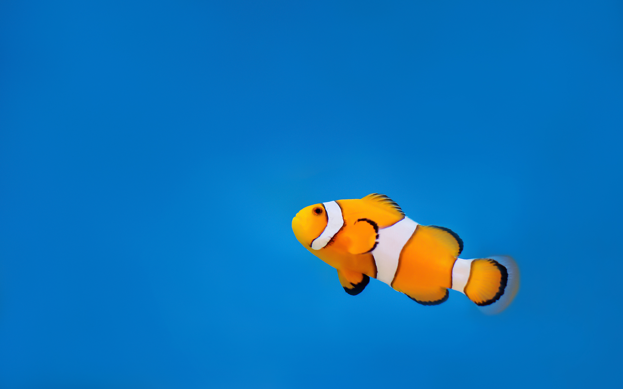 Clownfish Ocean Water Underwater 2560x1600