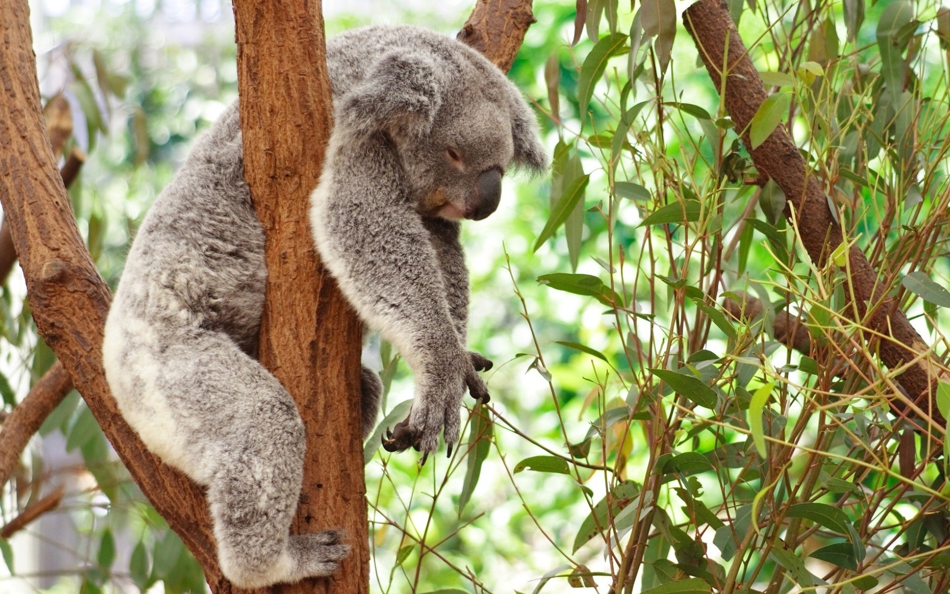 Koala Sleeping Tree 1920x1200