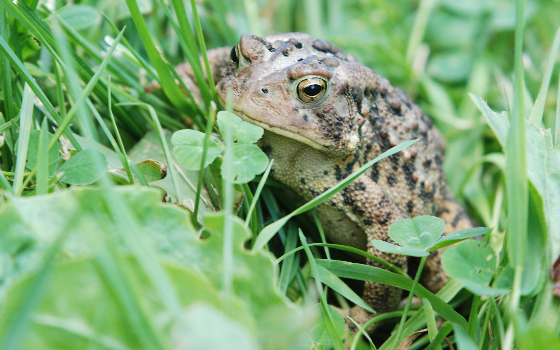 Animal Toad 1920x1200