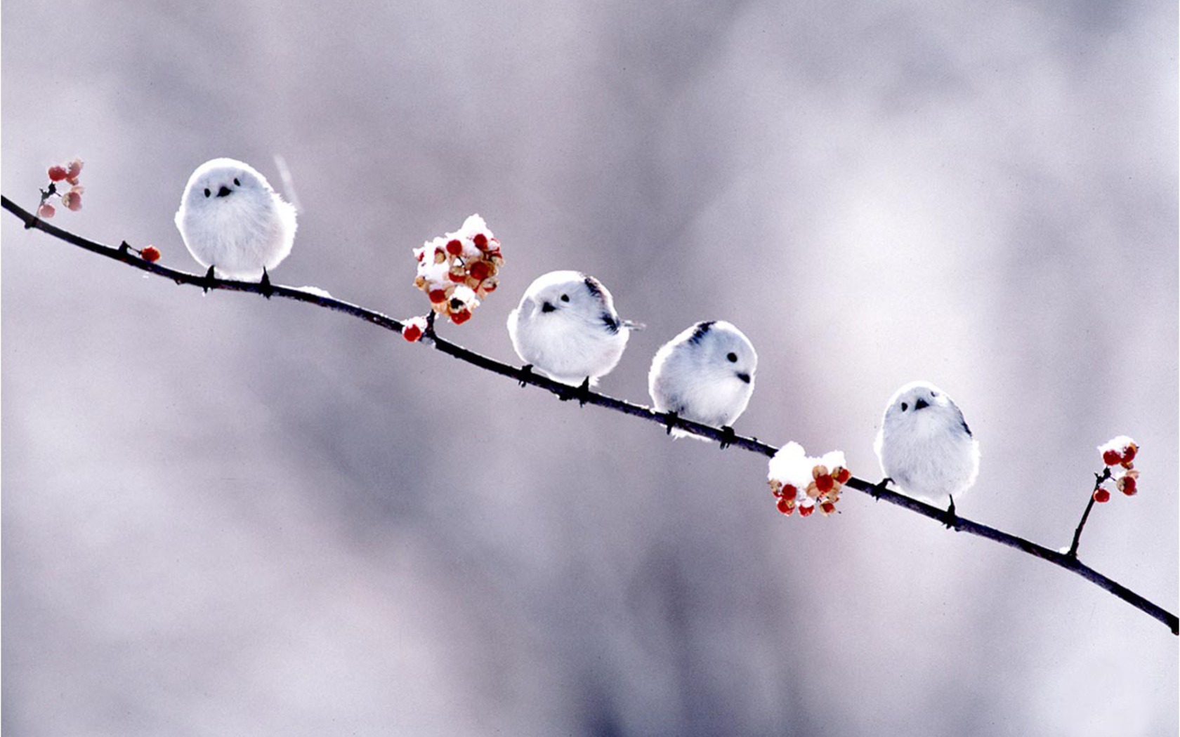 Animal Berry Bird Branch Snow Bunting Winter 1680x1050