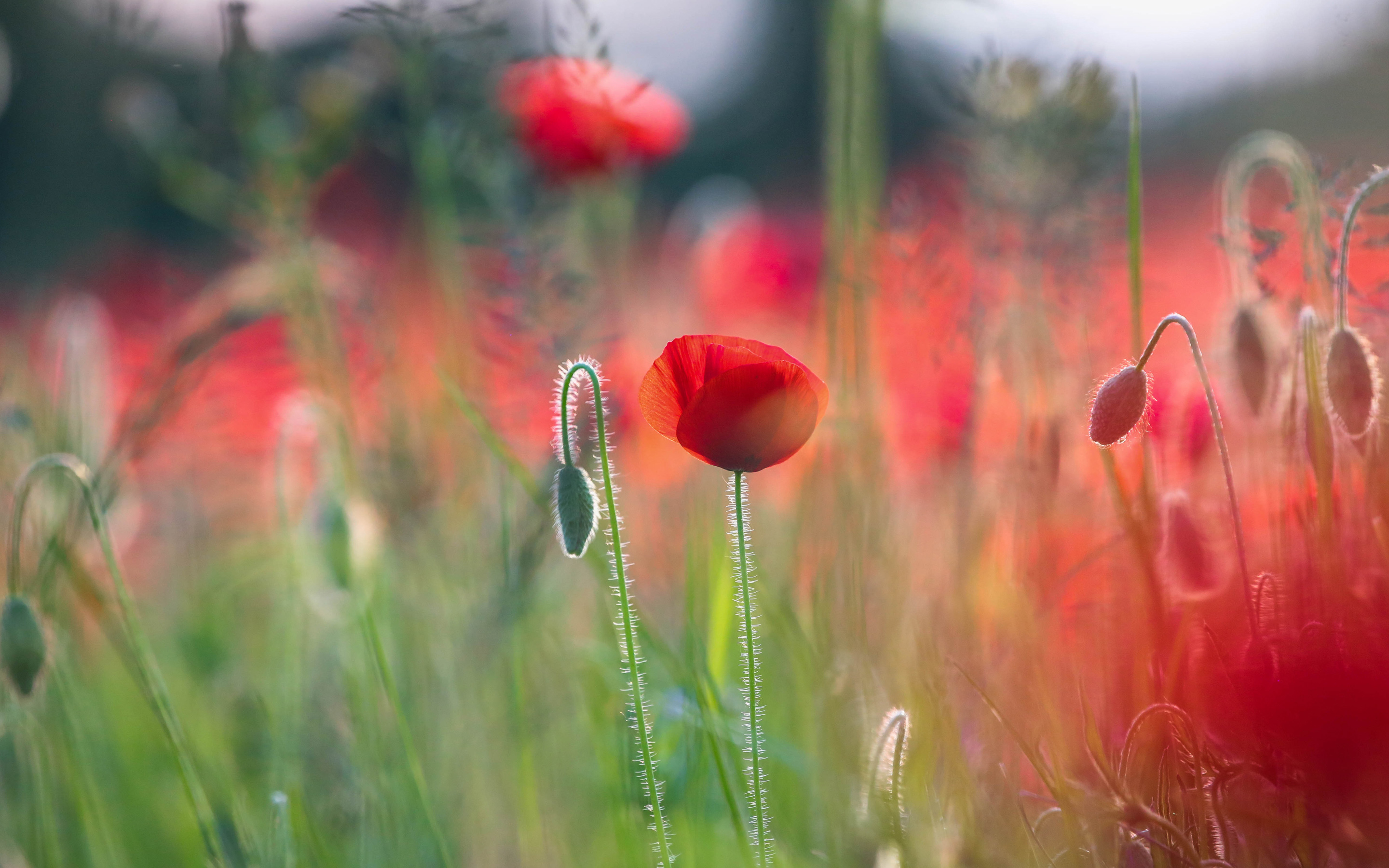 Photography Poppies Flowers Plants Red Flowers 2880x1800