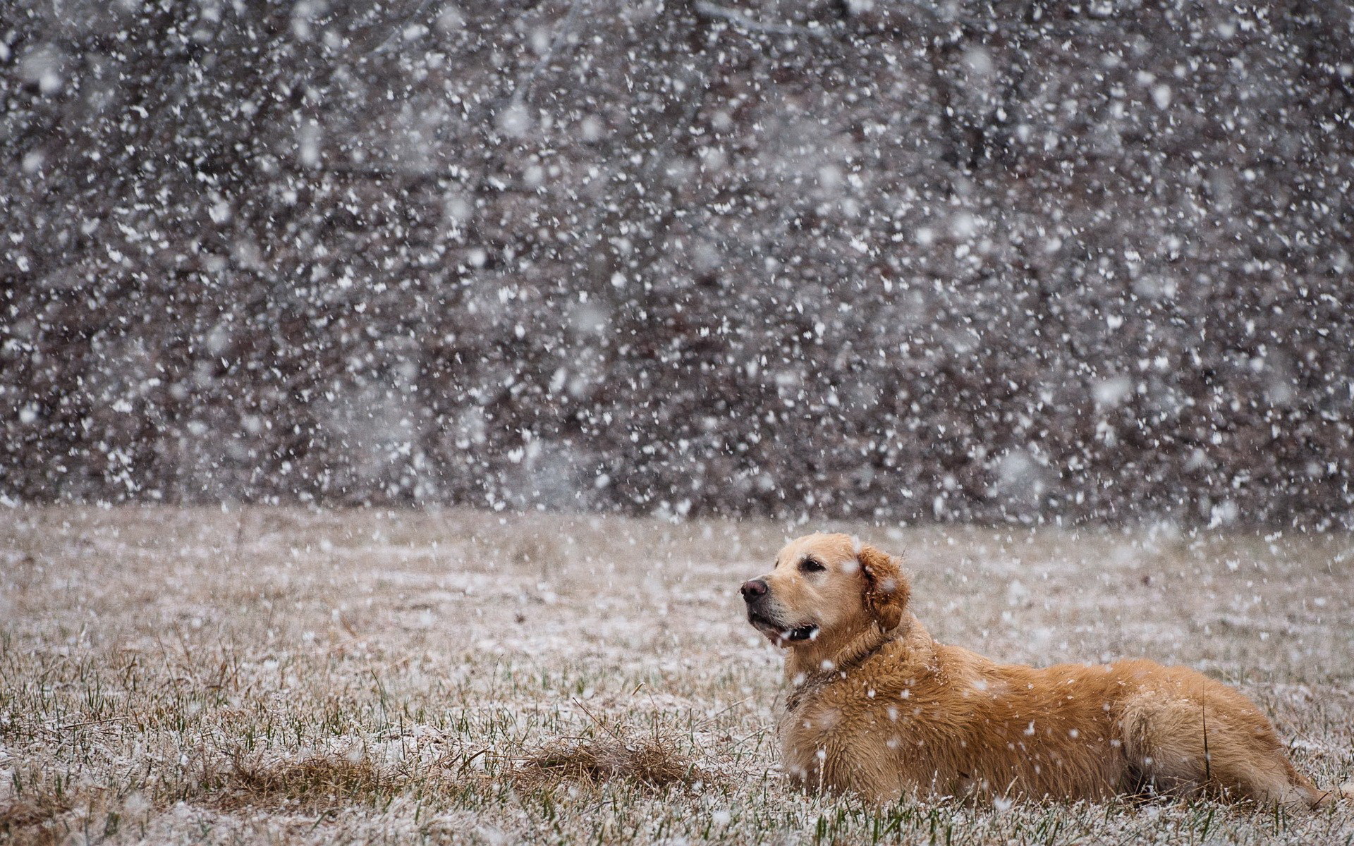 Animal Dog Golden Retriever Grass Snow 1920x1200