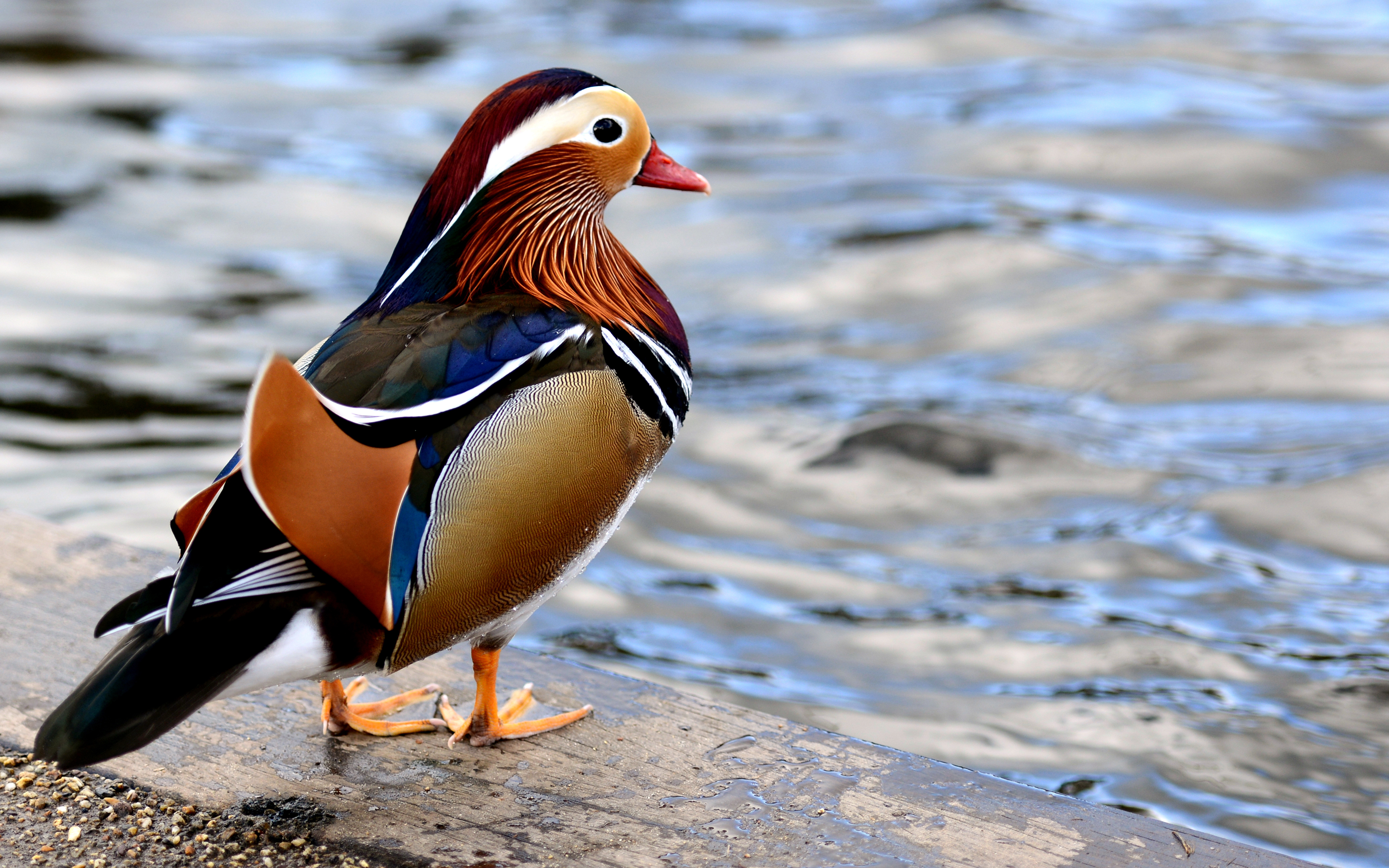 Animal Mandarin Duck 2880x1800