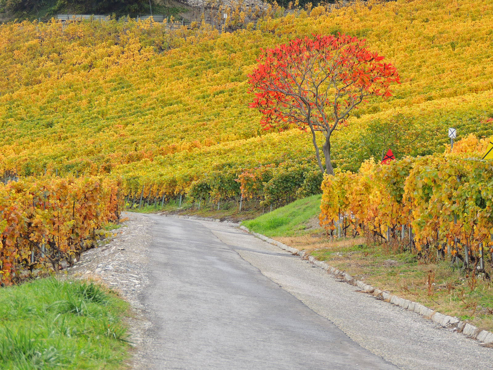 Man Made Vineyard 1600x1200