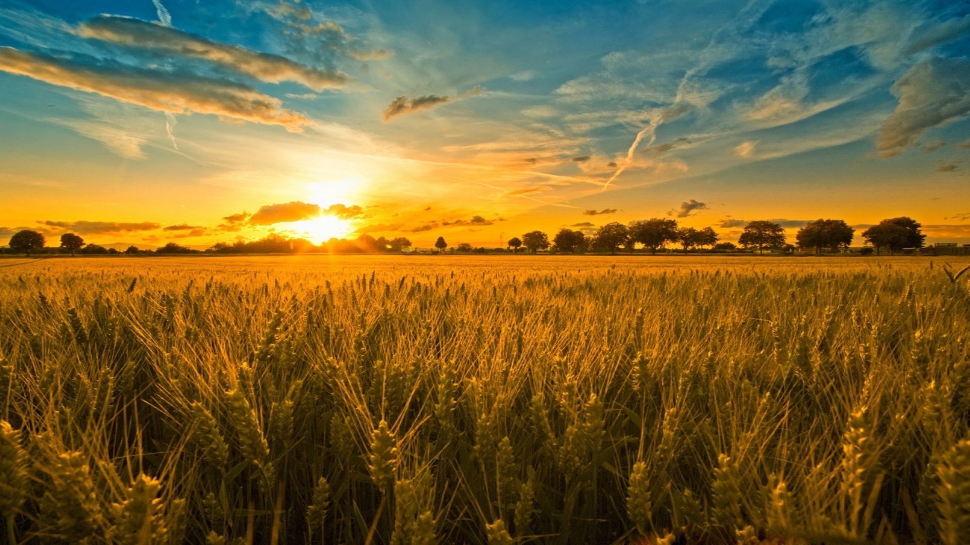 Earth Cornfield 1920x1080