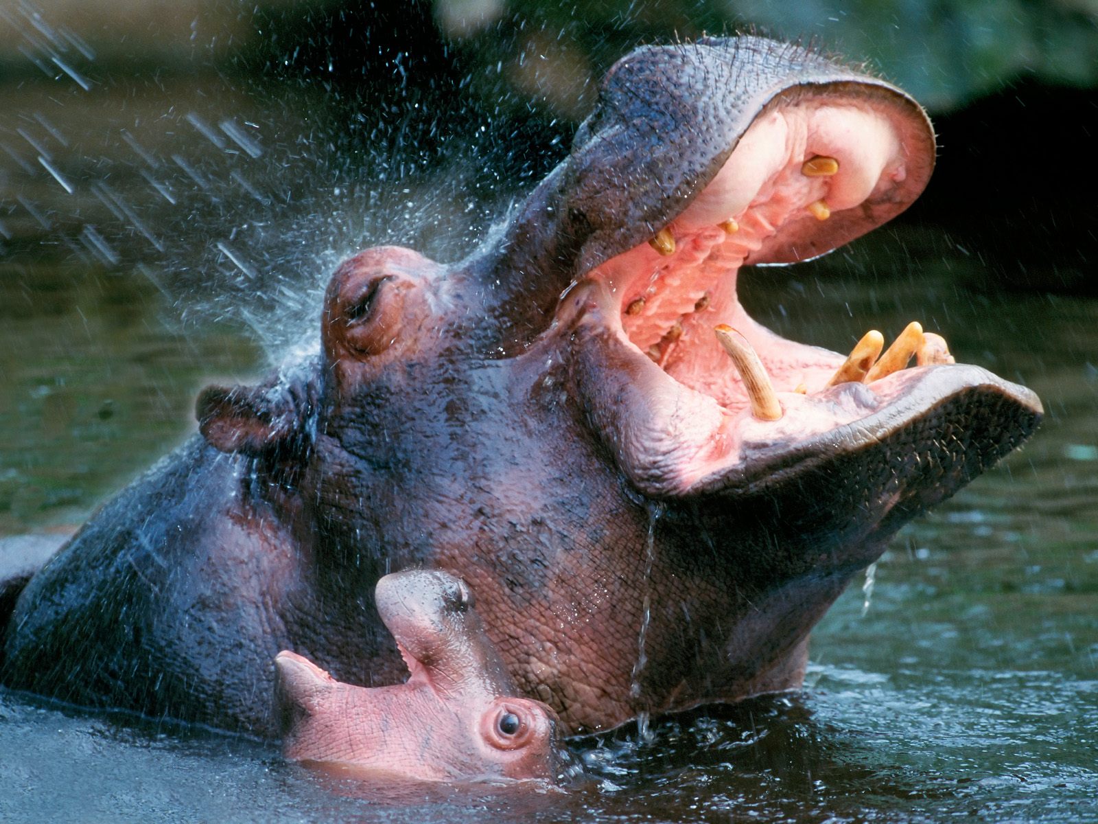 Animal Hippo 1600x1200