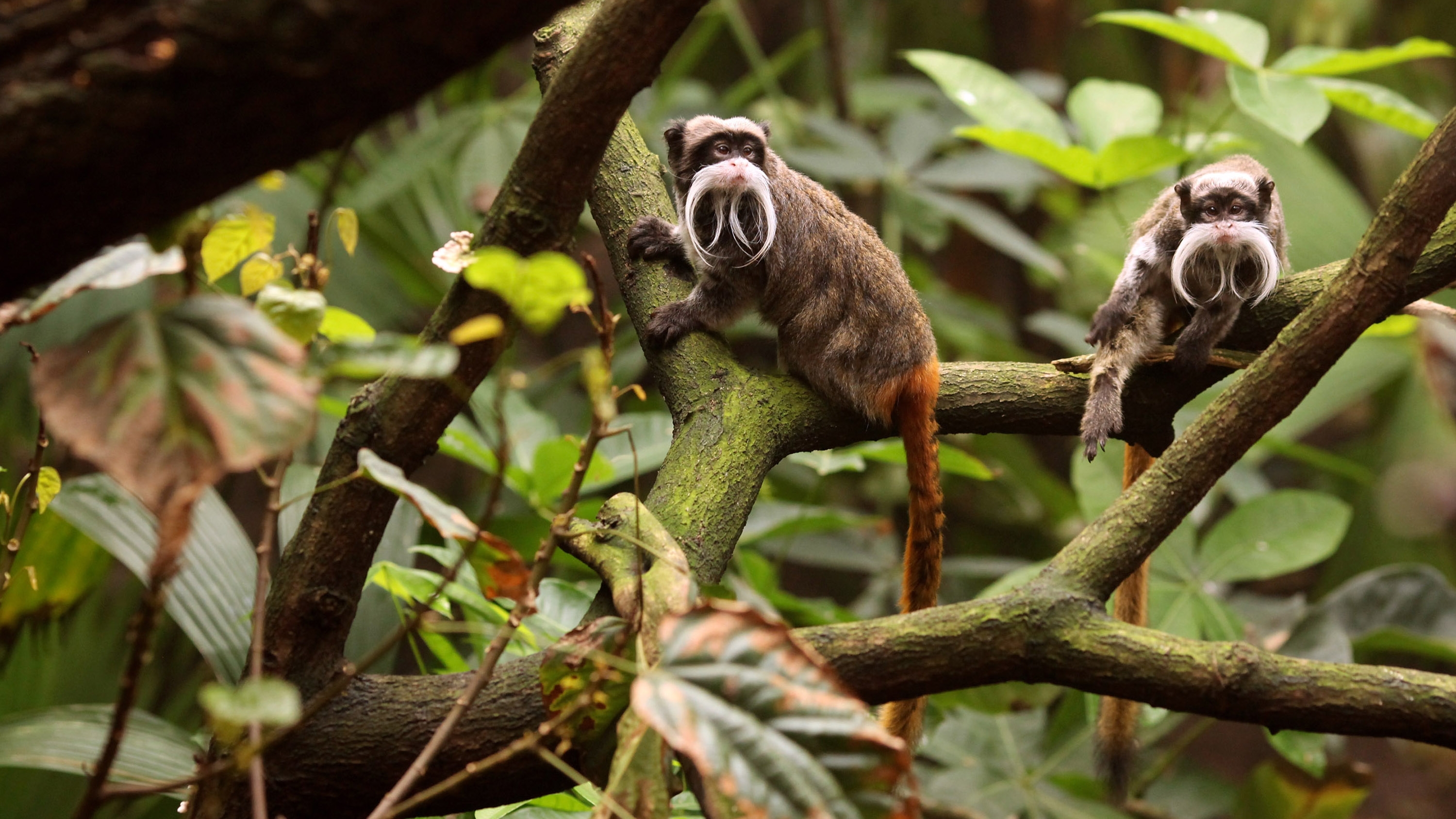 Tamarin Monkey Primate 3000x1687
