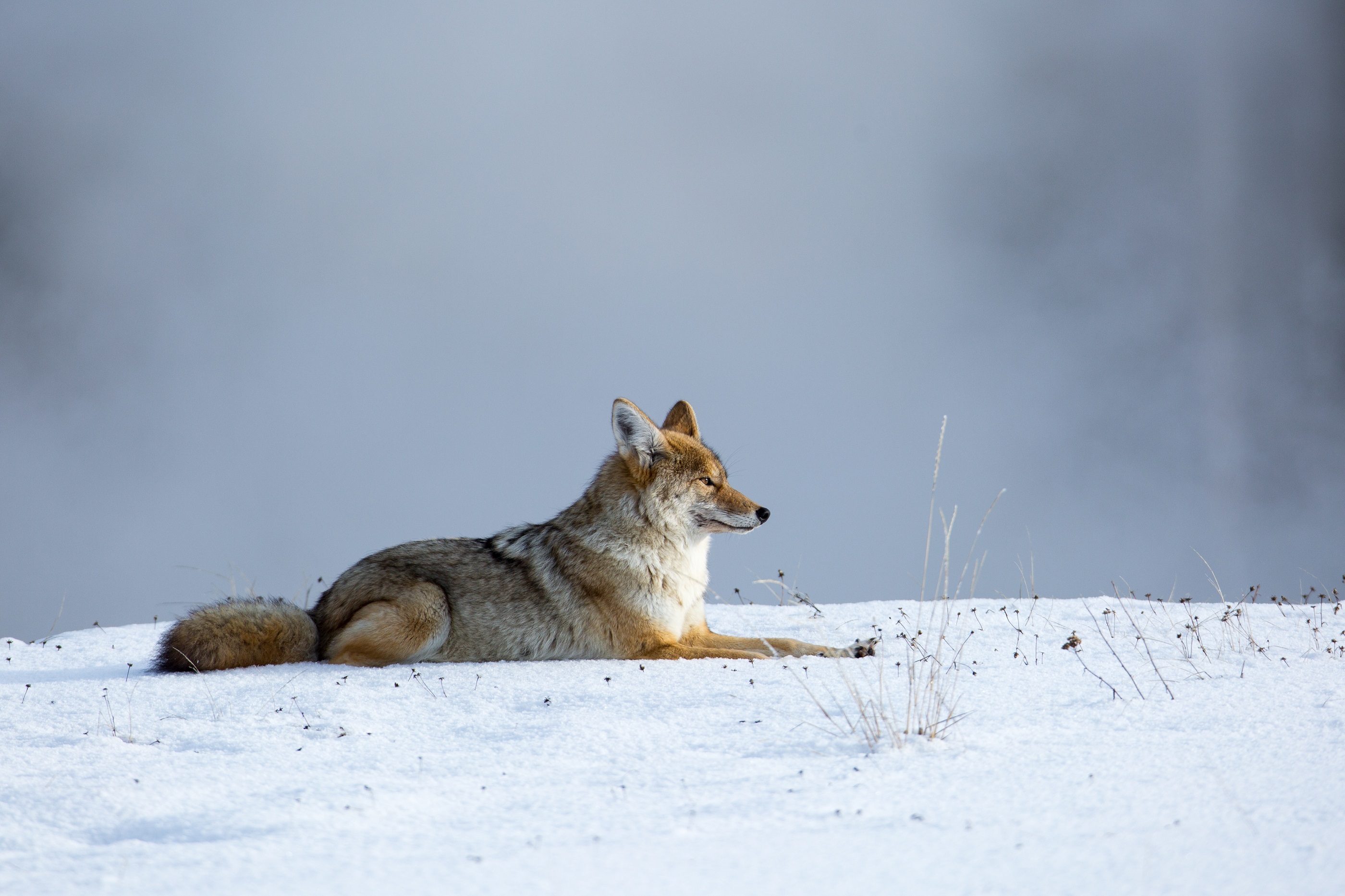 Coyote Snow Winter Predator Animal Wildlife Nature Mammal Wilderness 2800x1866