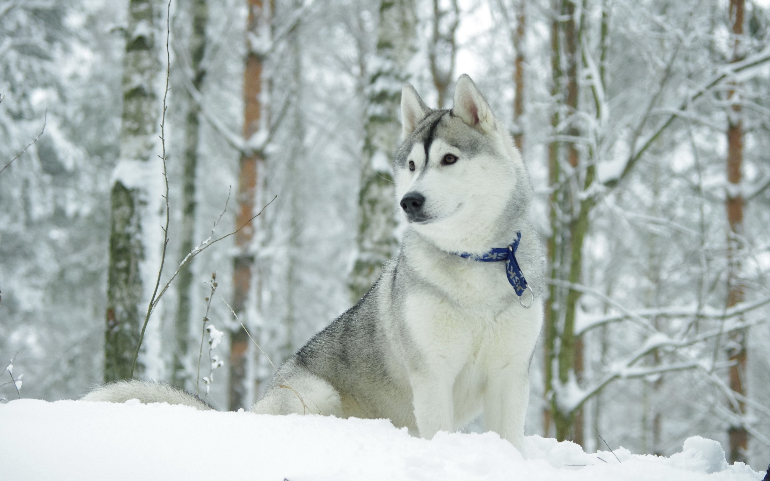 Dog Husky Winter 2560x1600