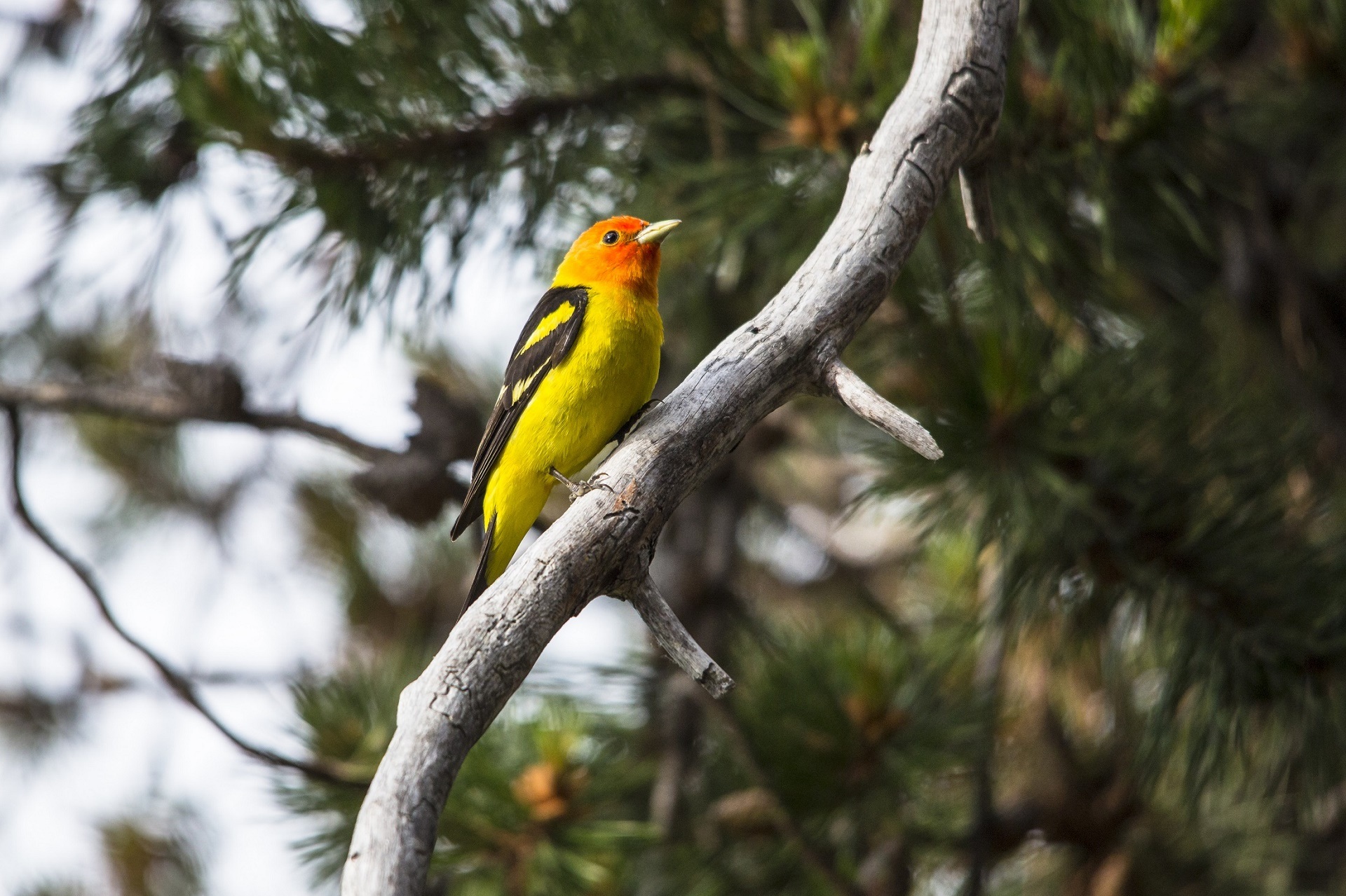 Bird Branch Tanager 1920x1279