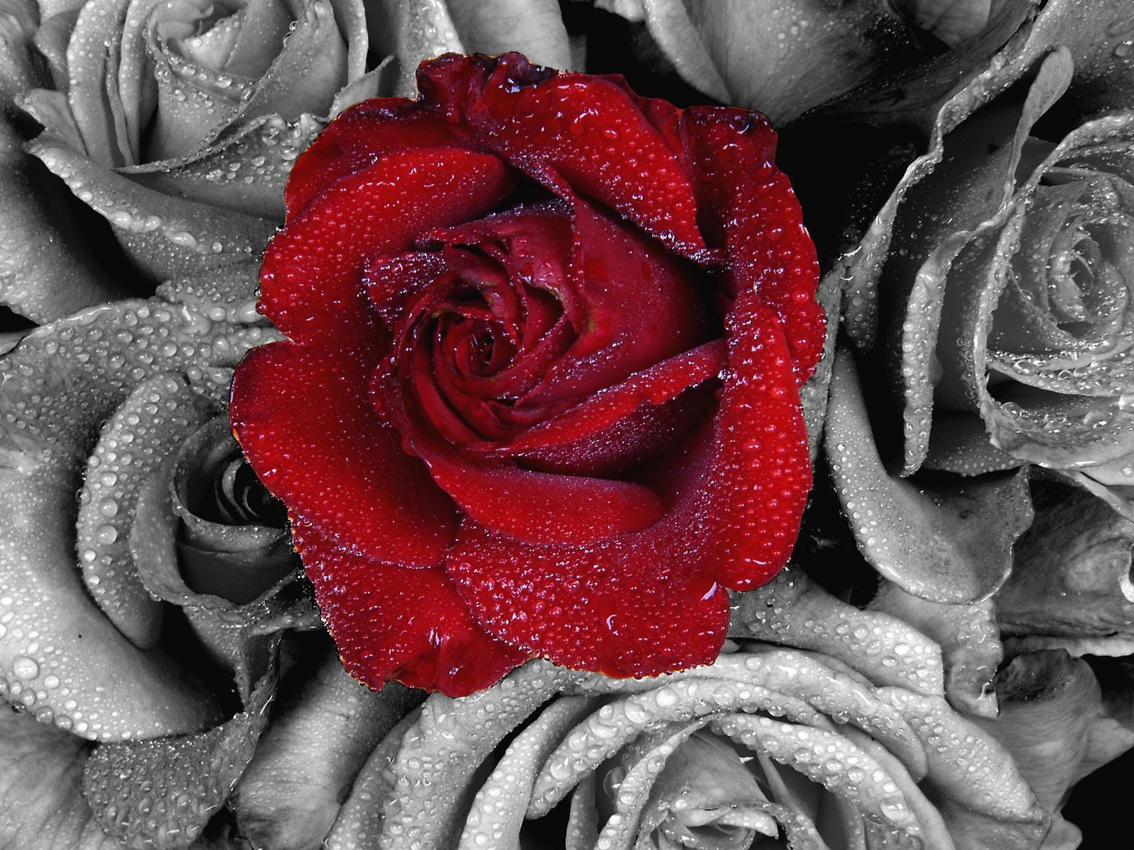 Earth Flower Rose Red Flower Red Rose Water Drop Selective Color 1600x1200