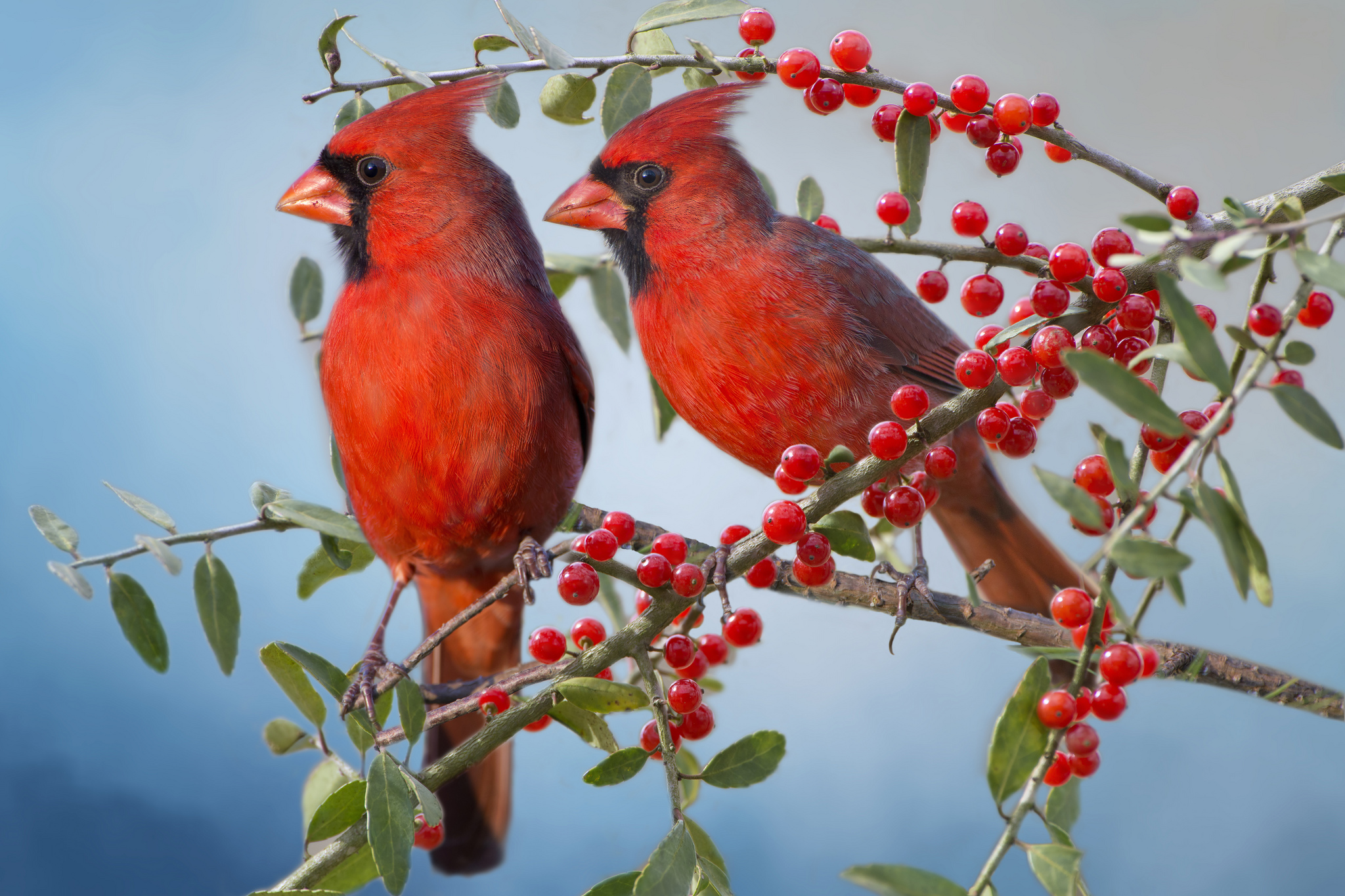 Animal Berry Bird Branch Cardinal Red Tree 2048x1365