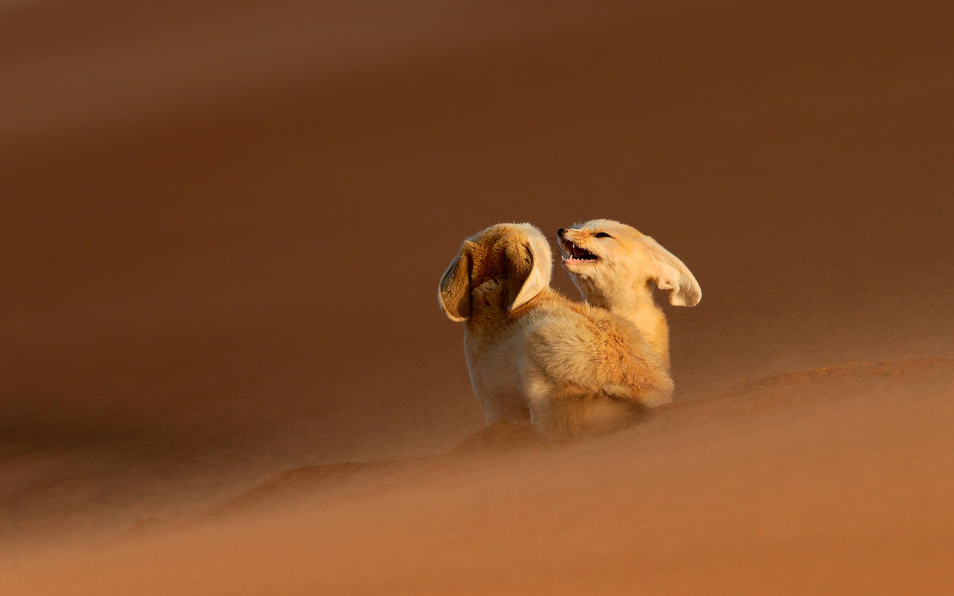 Fox Desert Animal Sand 1920x1200