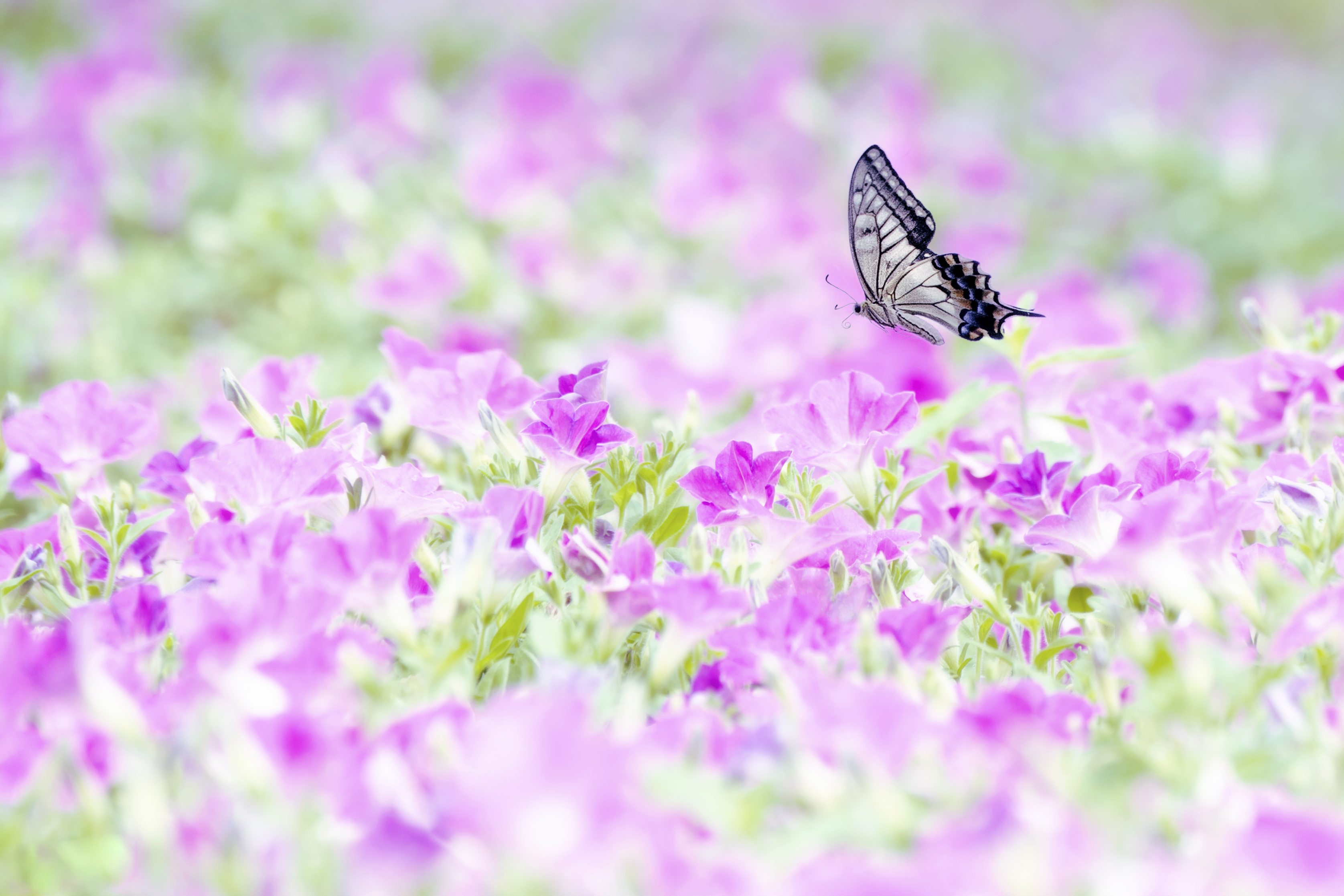 Butterfly Flower Nature Petunia 3351x2234