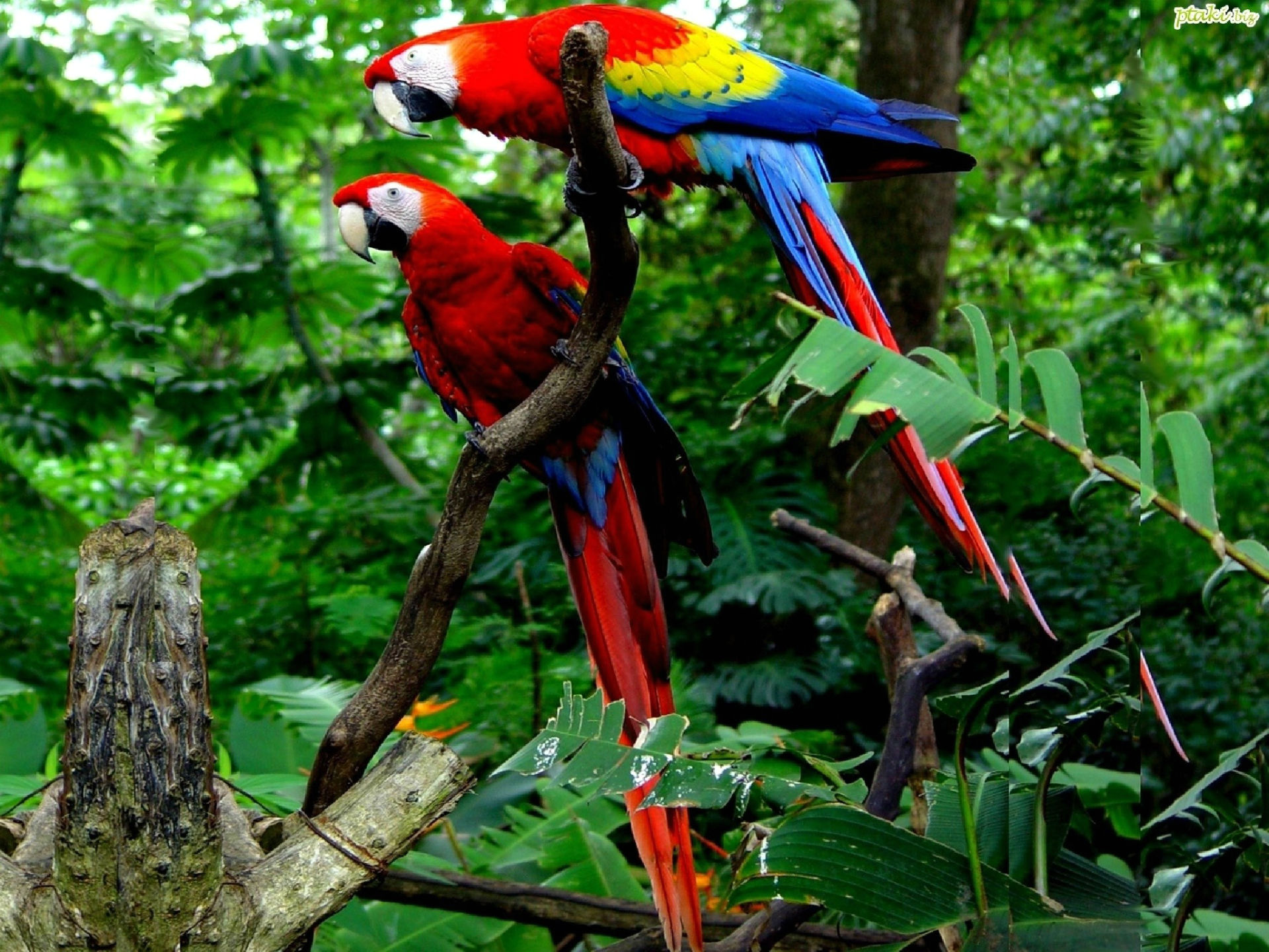 Animal Scarlet Macaw 1920x1440