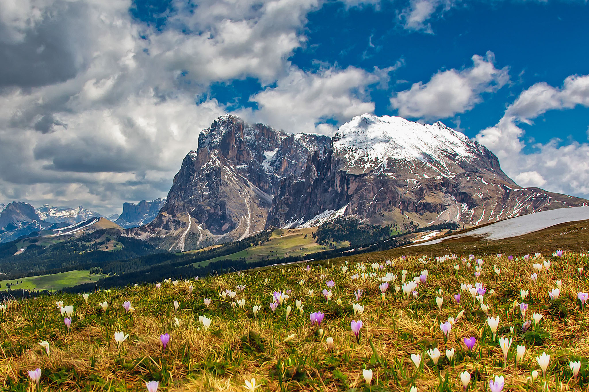 Earth Dolomites Mountain Flower Crocus 2048x1365
