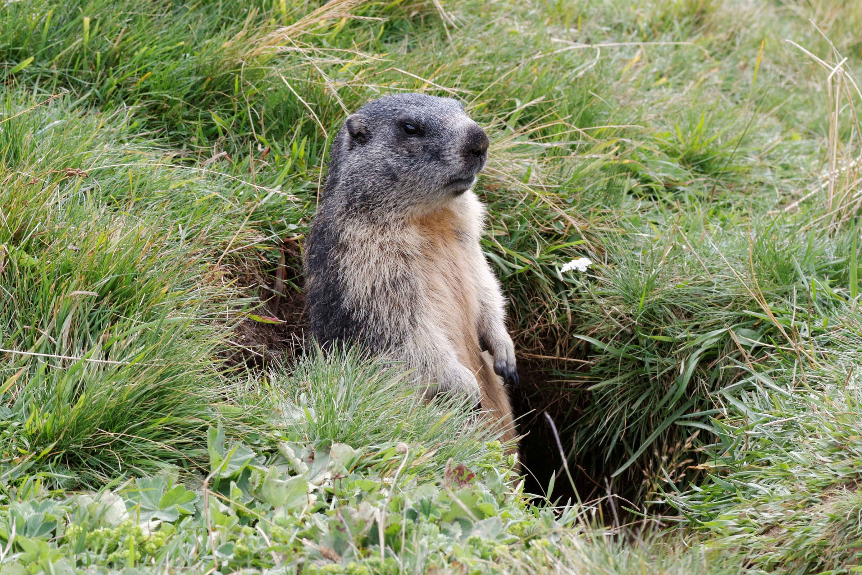 Grass Marmot Rodent 2775x1850