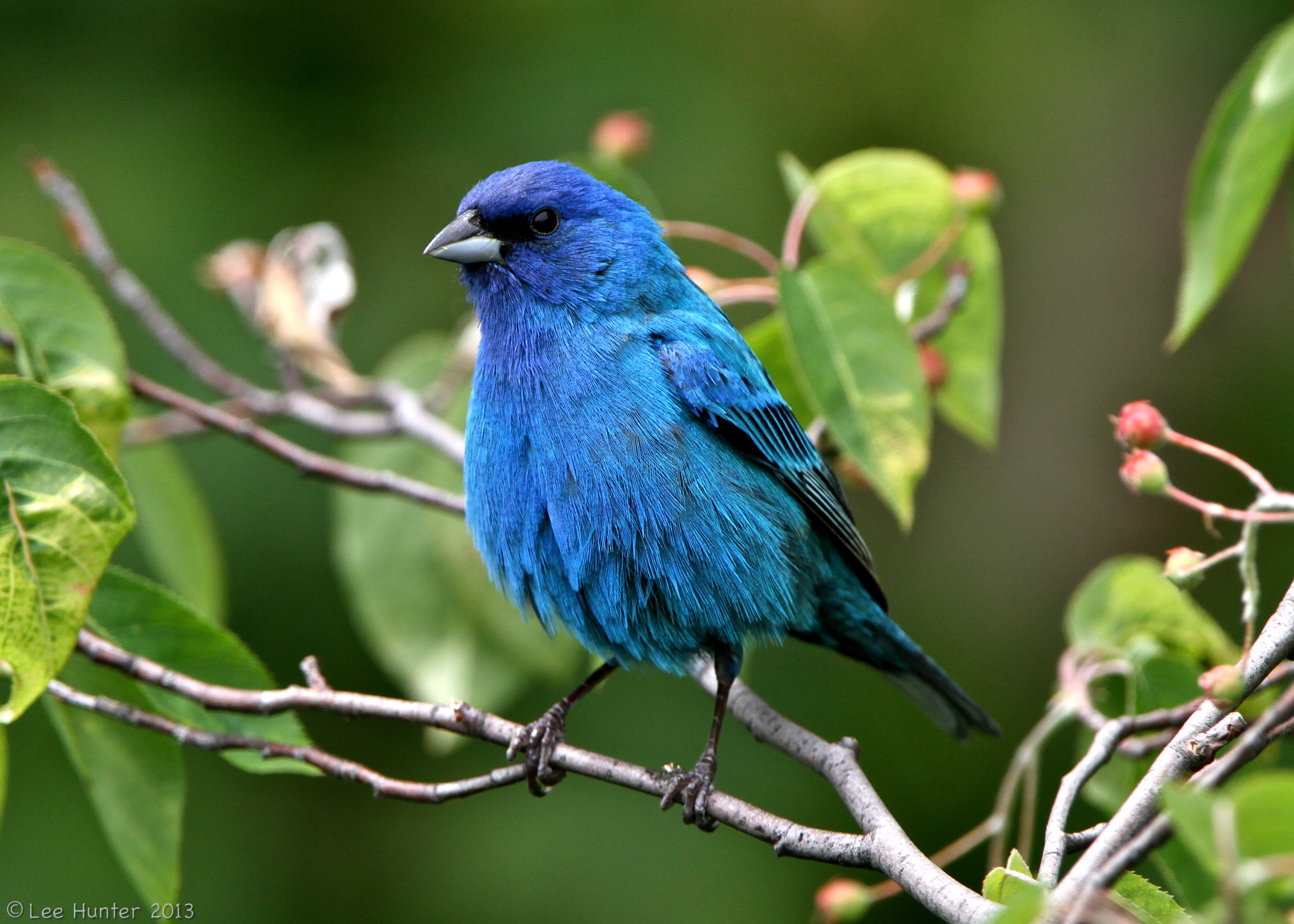 Bird Indigo Bunting Blue Branch 3469x2478