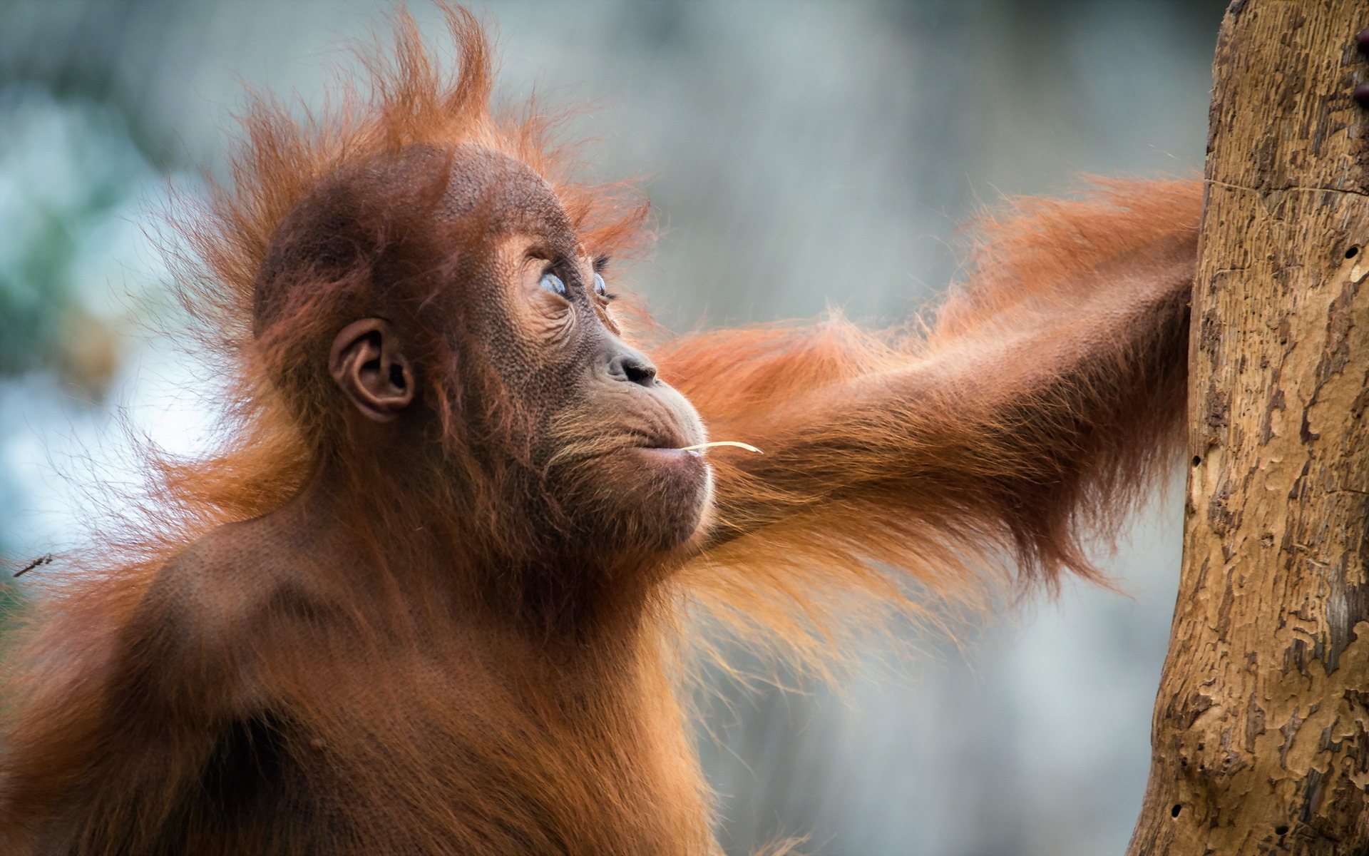 Baby Animal Orangutan Primate Wildlife 1920x1200