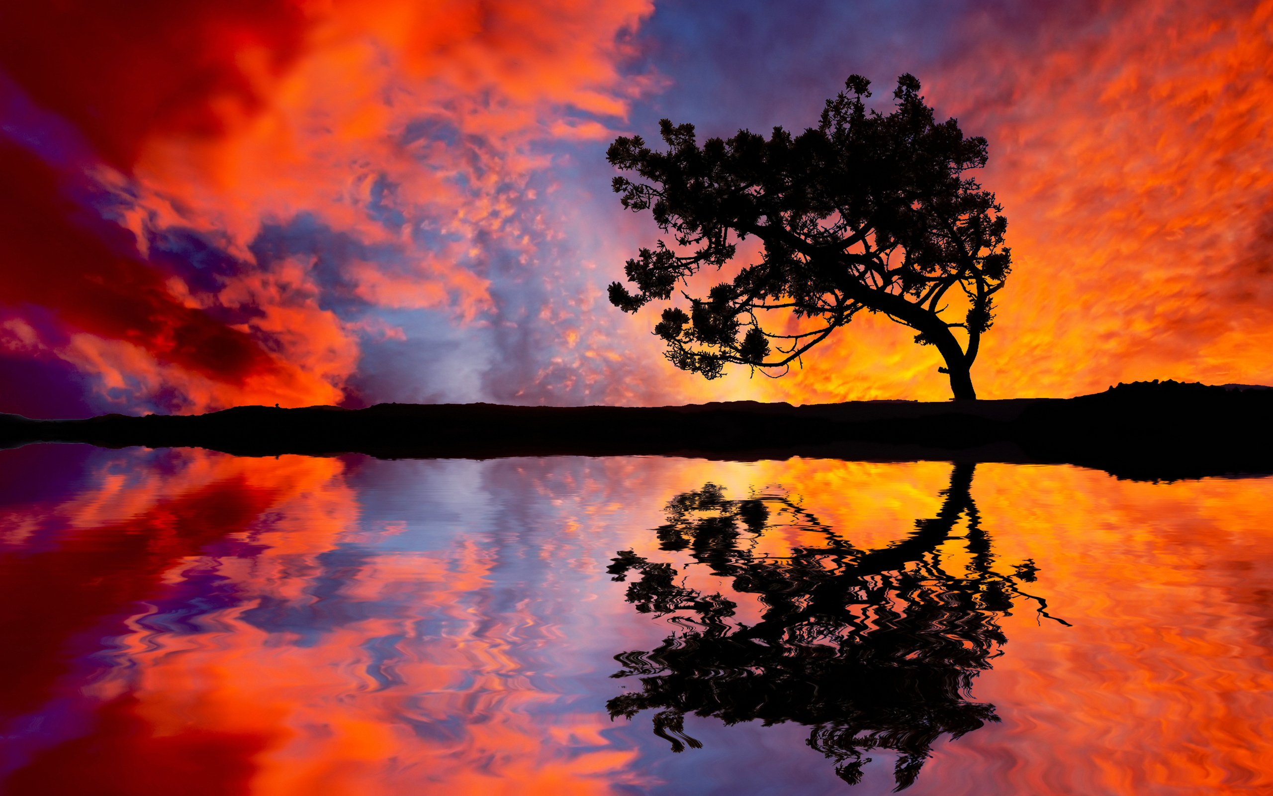 Sunset Tree Sky Cloud Lake Pond Sunrise 2560x1600