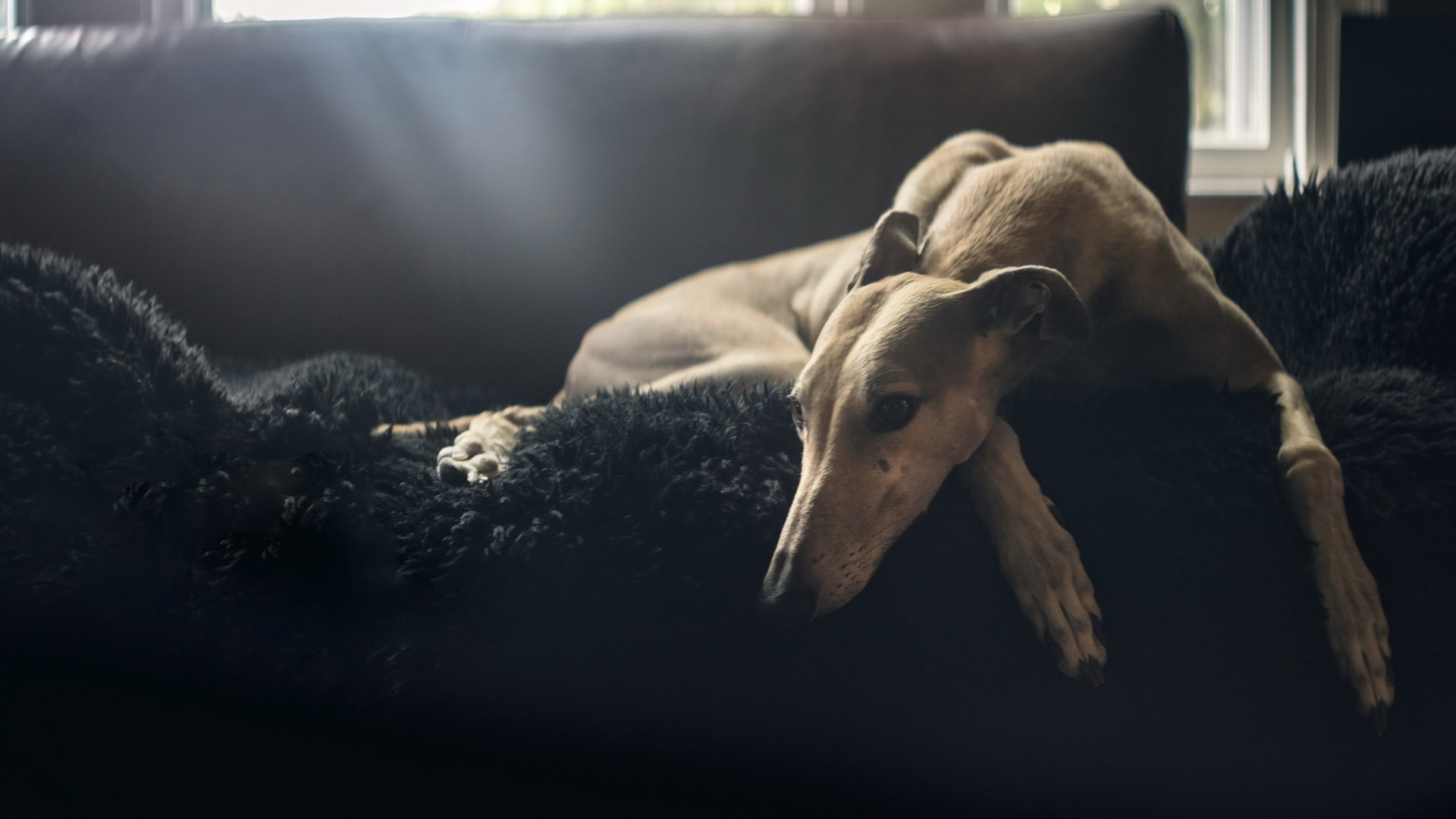 Dog Resting Sofa Sunbeam 1920x1080