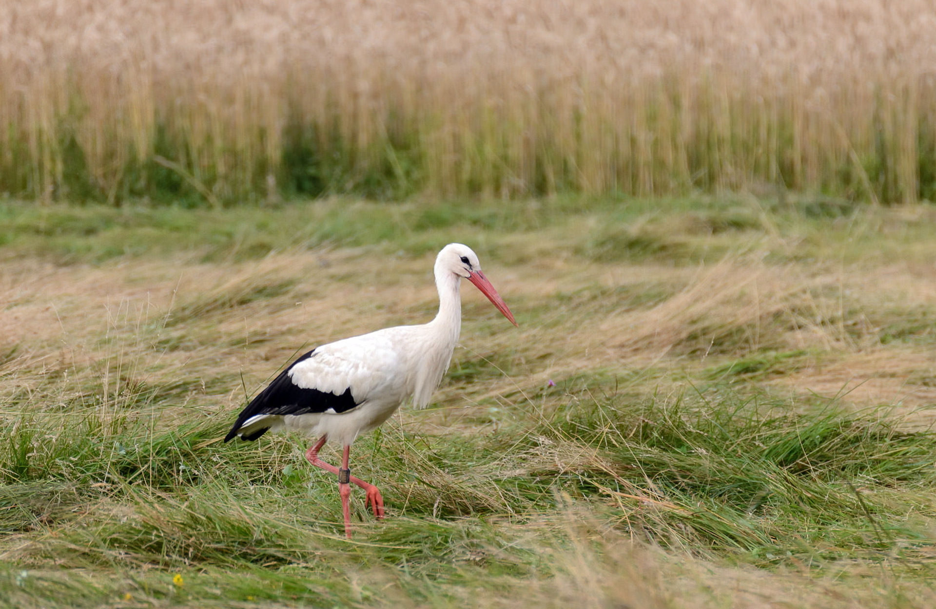 White Stork Stork Bird Grass 1920x1250