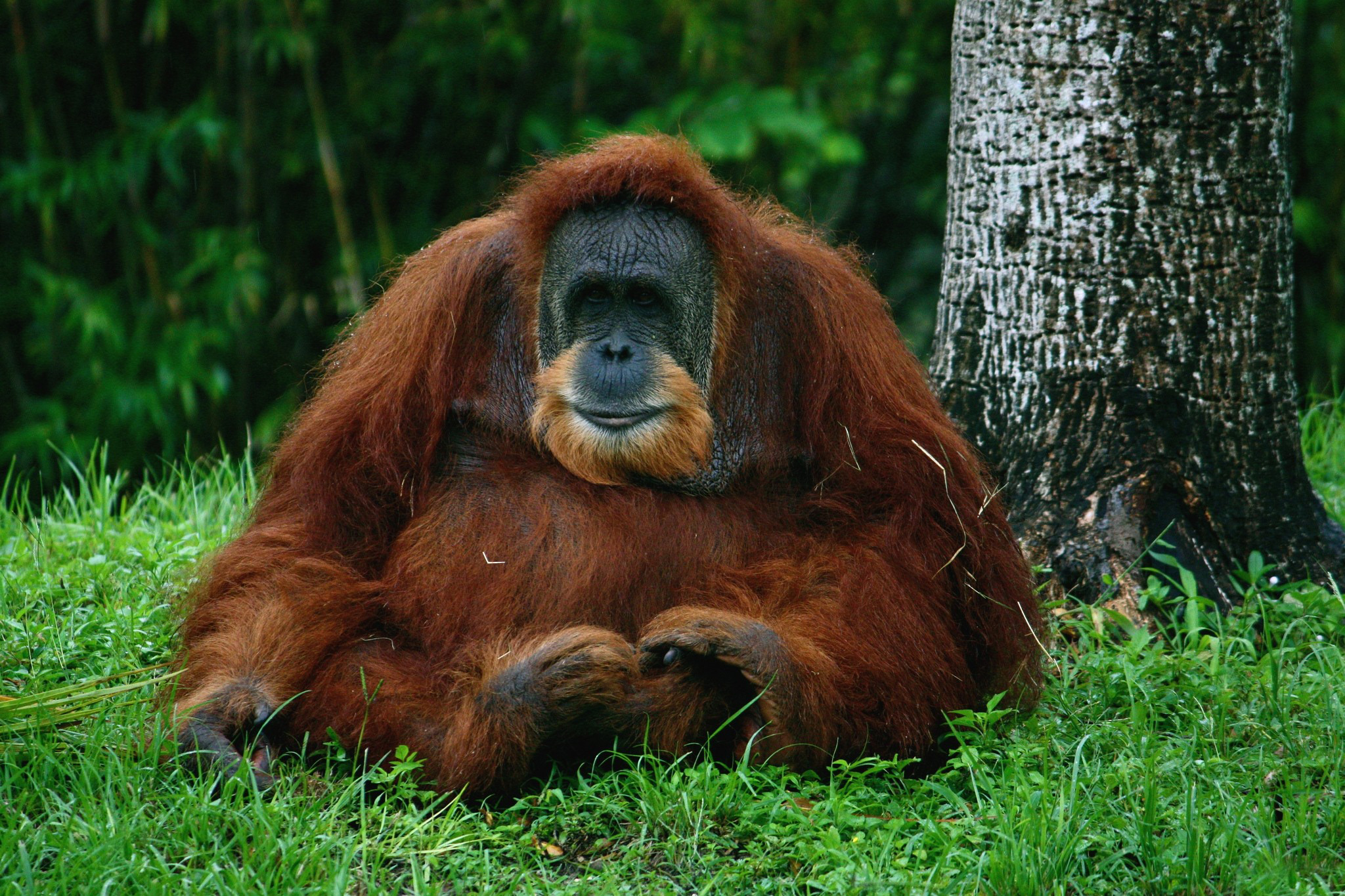 Ape Orangutan 2048x1365