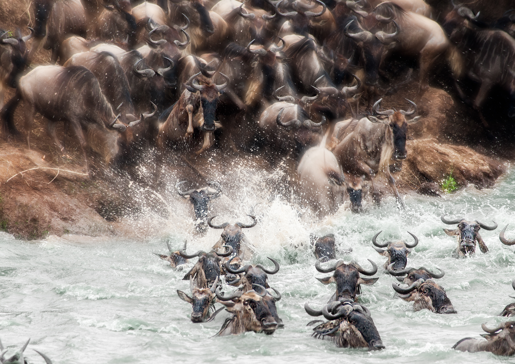 Antelope Water Wildebeest Wildlife 2000x1414