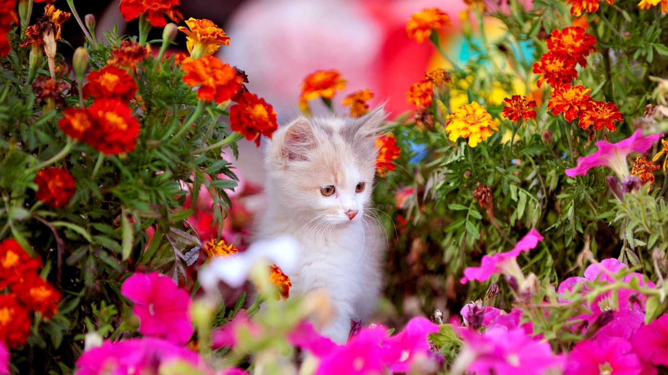 Cat Flower Kitten Marigold Spring 1366x768