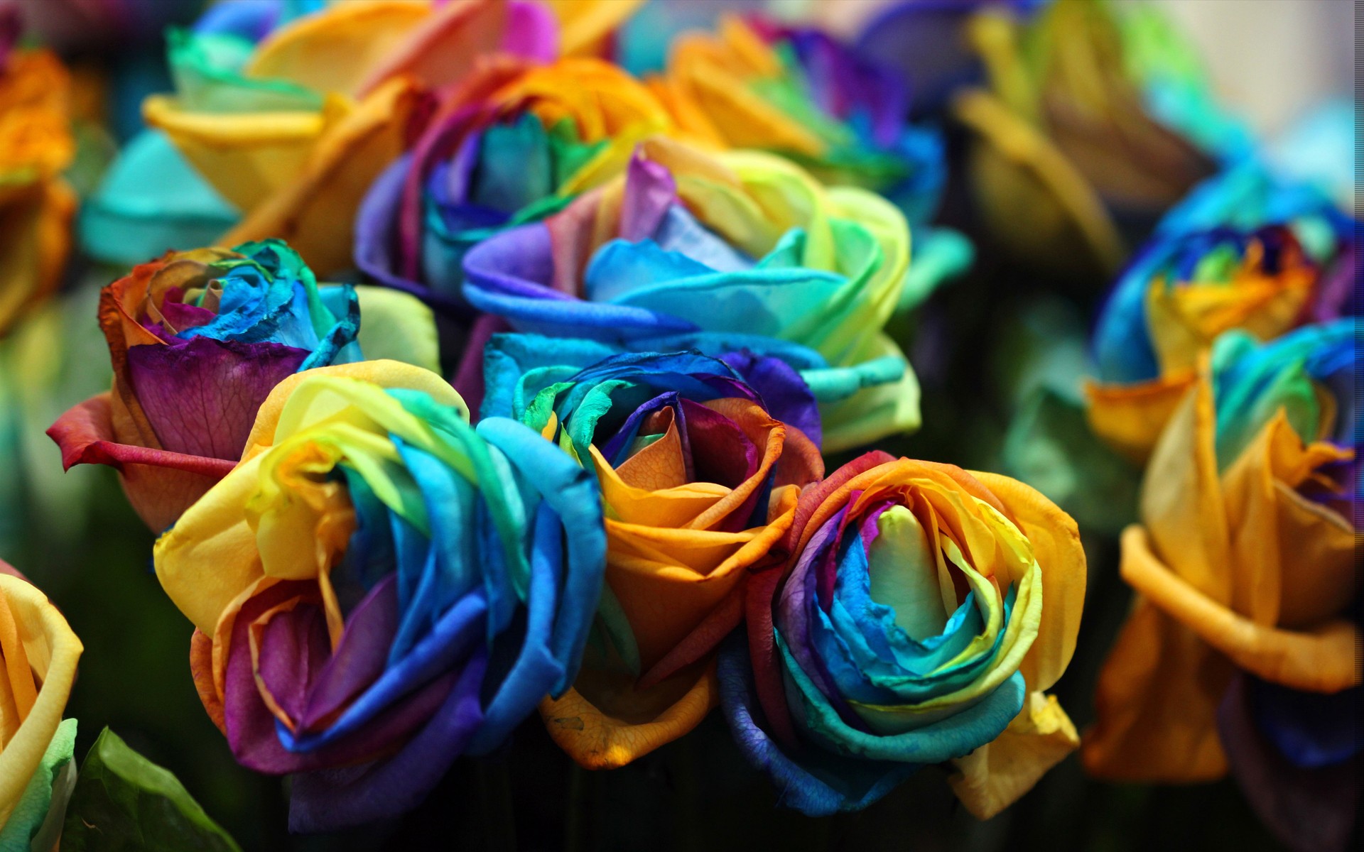 Colorful Flower Rose 1920x1200