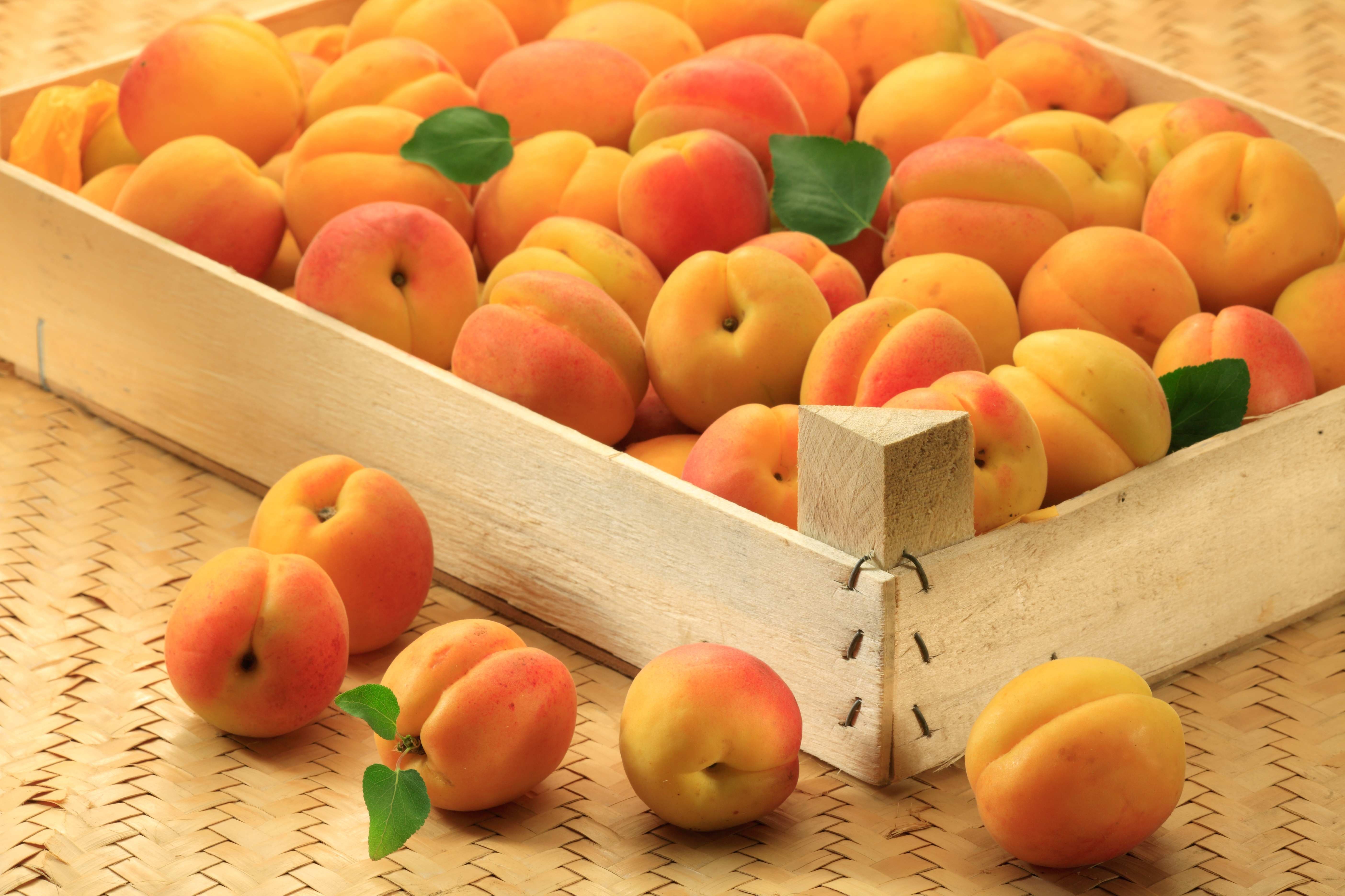 Apricot Fruit 5616x3744