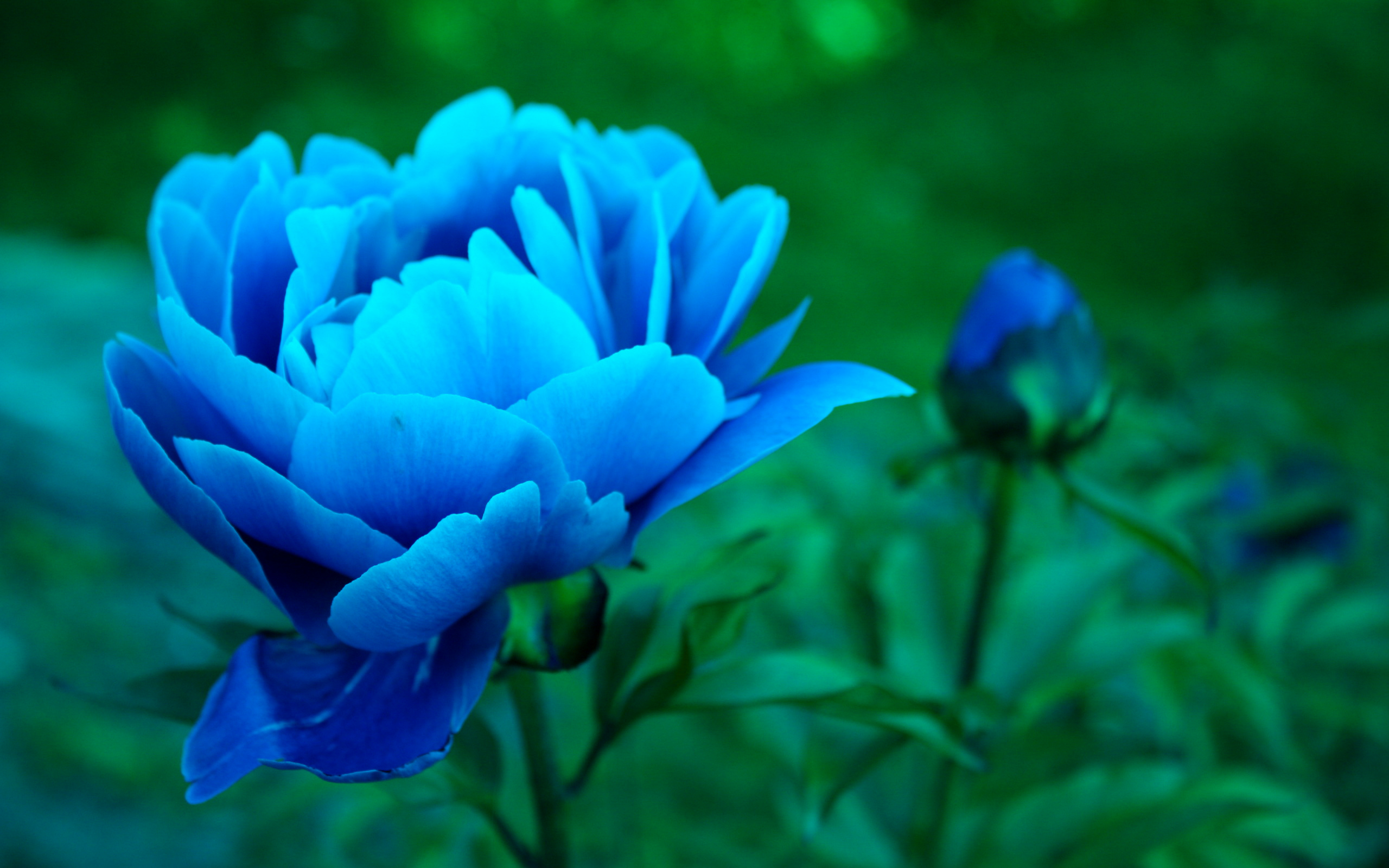 Blue Flower Close Up Flower Peony 2560x1600