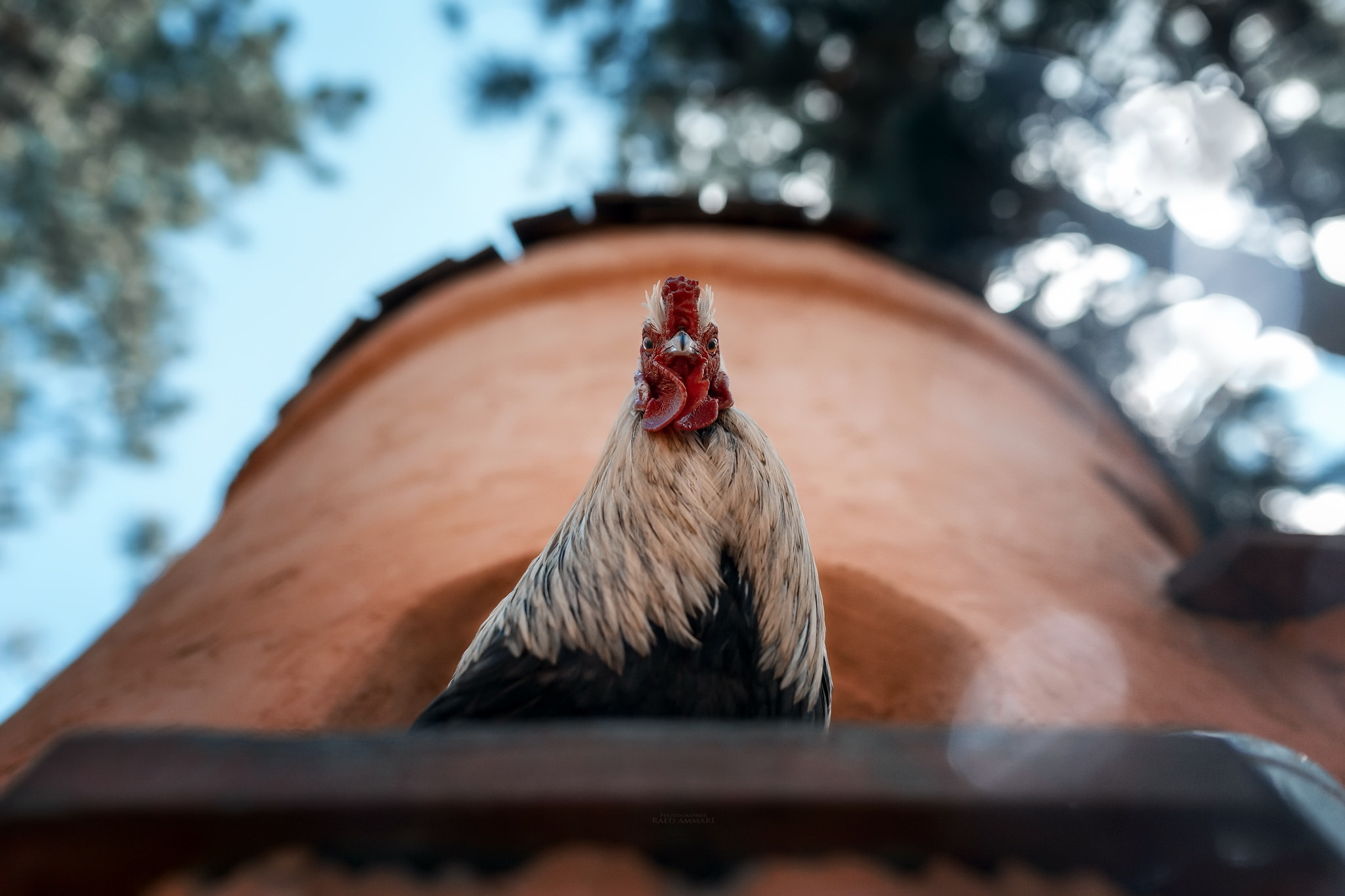 Rooster 2048x1365