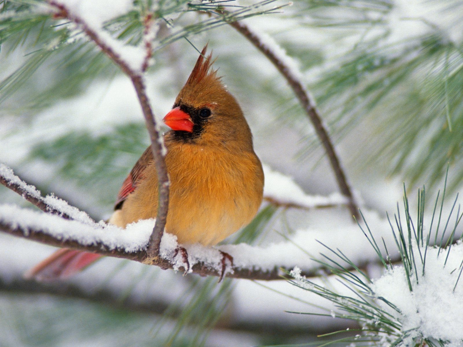 Bird Winter Animal Cardinal Snow Branch Pine Tree Close Up 1600x1200