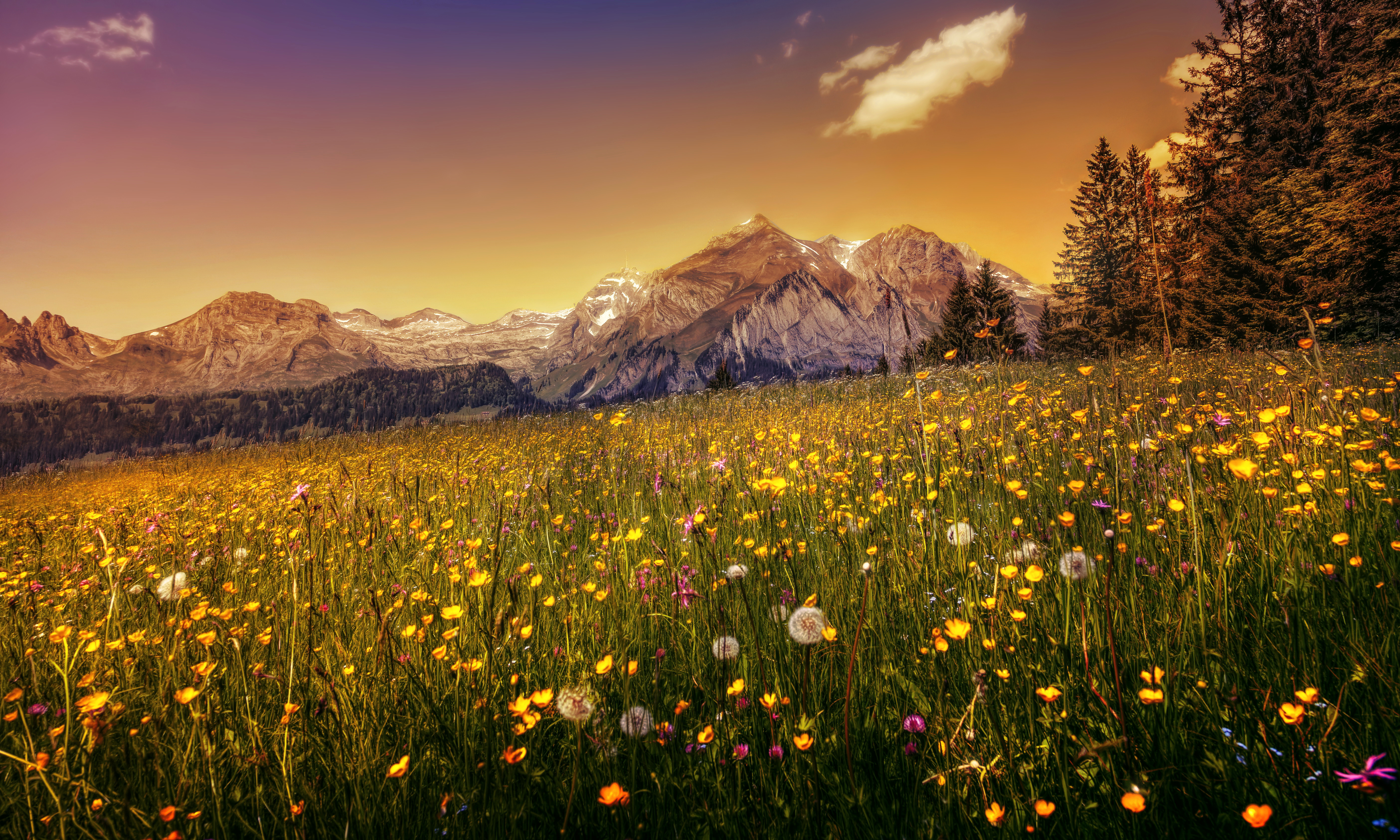 Meadow Nature Flower Landscape Mountain 5616x3370