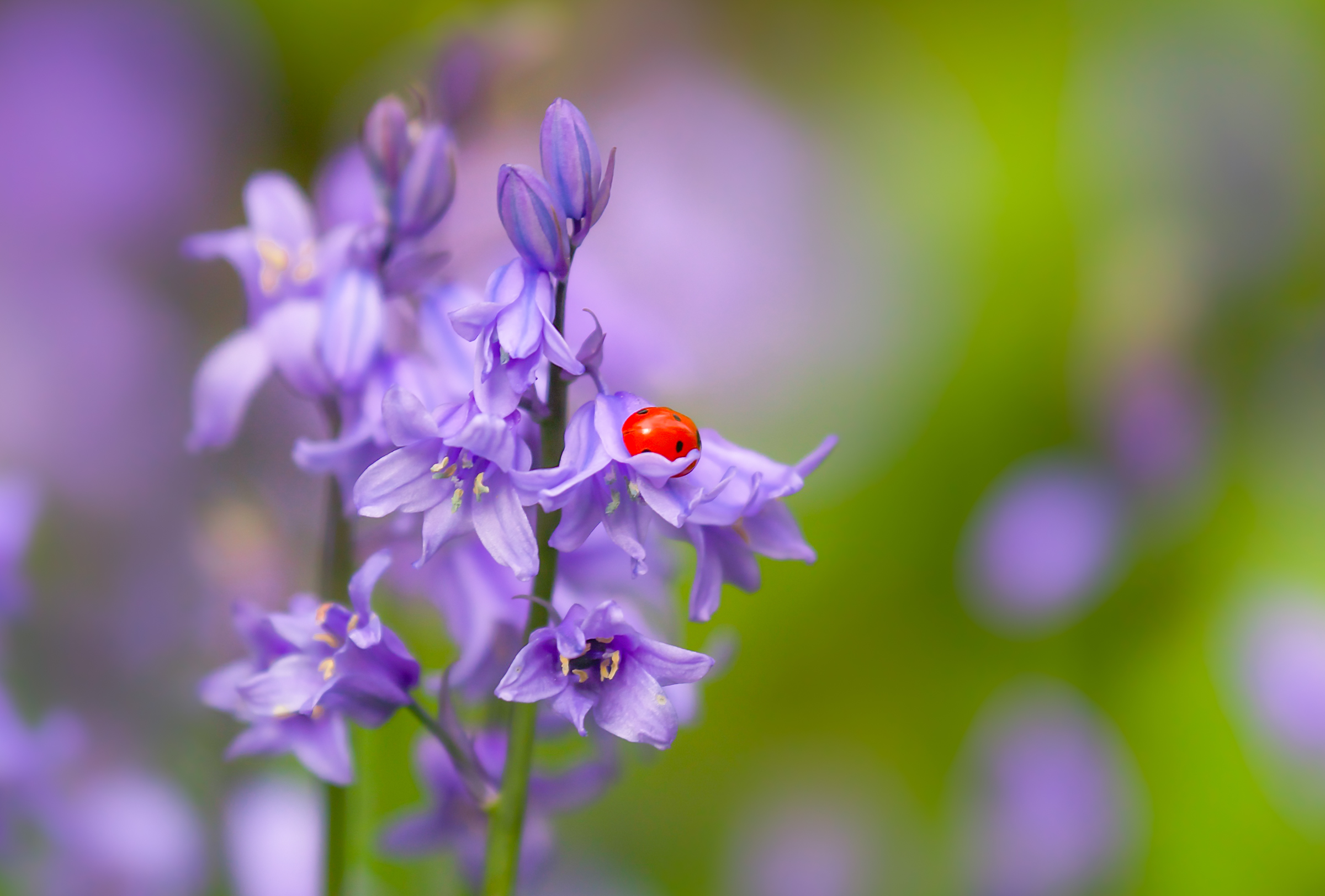 Bluebell Blur Flower Insect Ladybug Nature Purple Flower 2400x1623